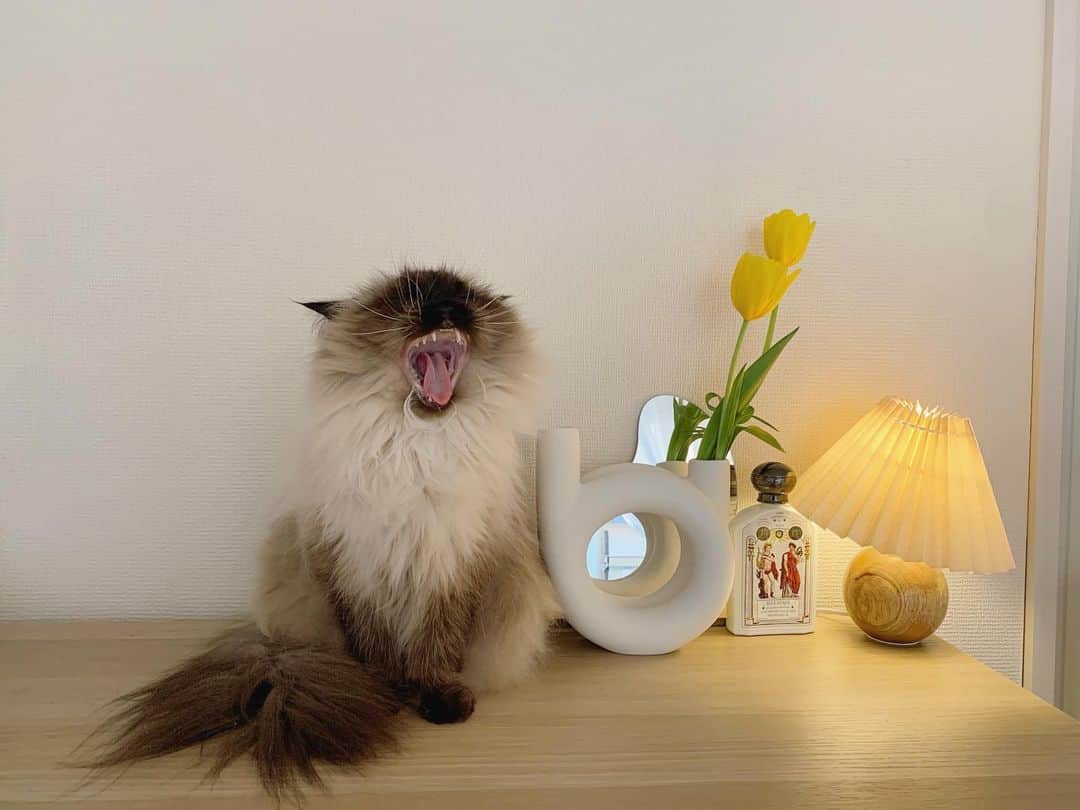 のインスタグラム：「チューリップの季節かぁ。。🌷🌷🥱💭🪞  . . . . #プリュムのいる生活 #猫のいる暮らし  #ヒマラヤン  #赤ちゃんと猫  #もふもふ#ヒマラニャンズ  #猫  #ねこ  #ペコねこ部#インテリア#家具#韓国インテリア#雑貨#花のある暮らし#ラタン#イケア#인테리어 #flowers #zarahome#diy#IKEA#fluffycat#癒し#🐈 #고양이  #ilovecats  #himalayancat  #catsofinstagram  #bestmeow#weeklyfluff」