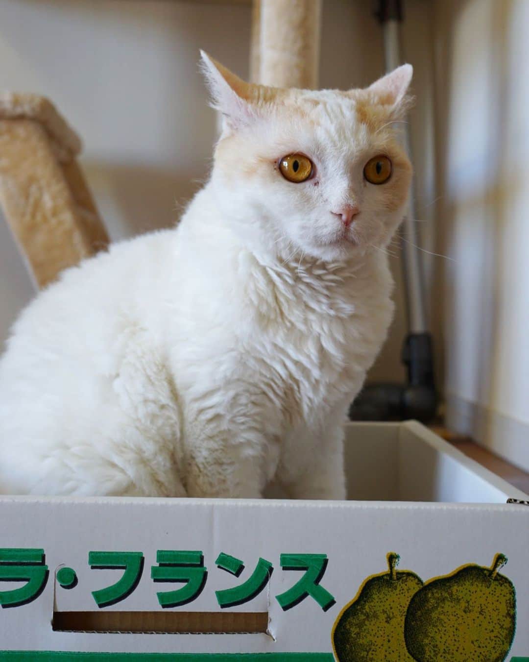 みかんさんのインスタグラム写真 - (みかんInstagram)「. Good morning☁️ . レモンinラフランス🍋🍐 . #レモン #柑橘姉弟 #cat #munchkin  #catstagram  #cats_of_instagram」1月24日 9時00分 - aja.ri