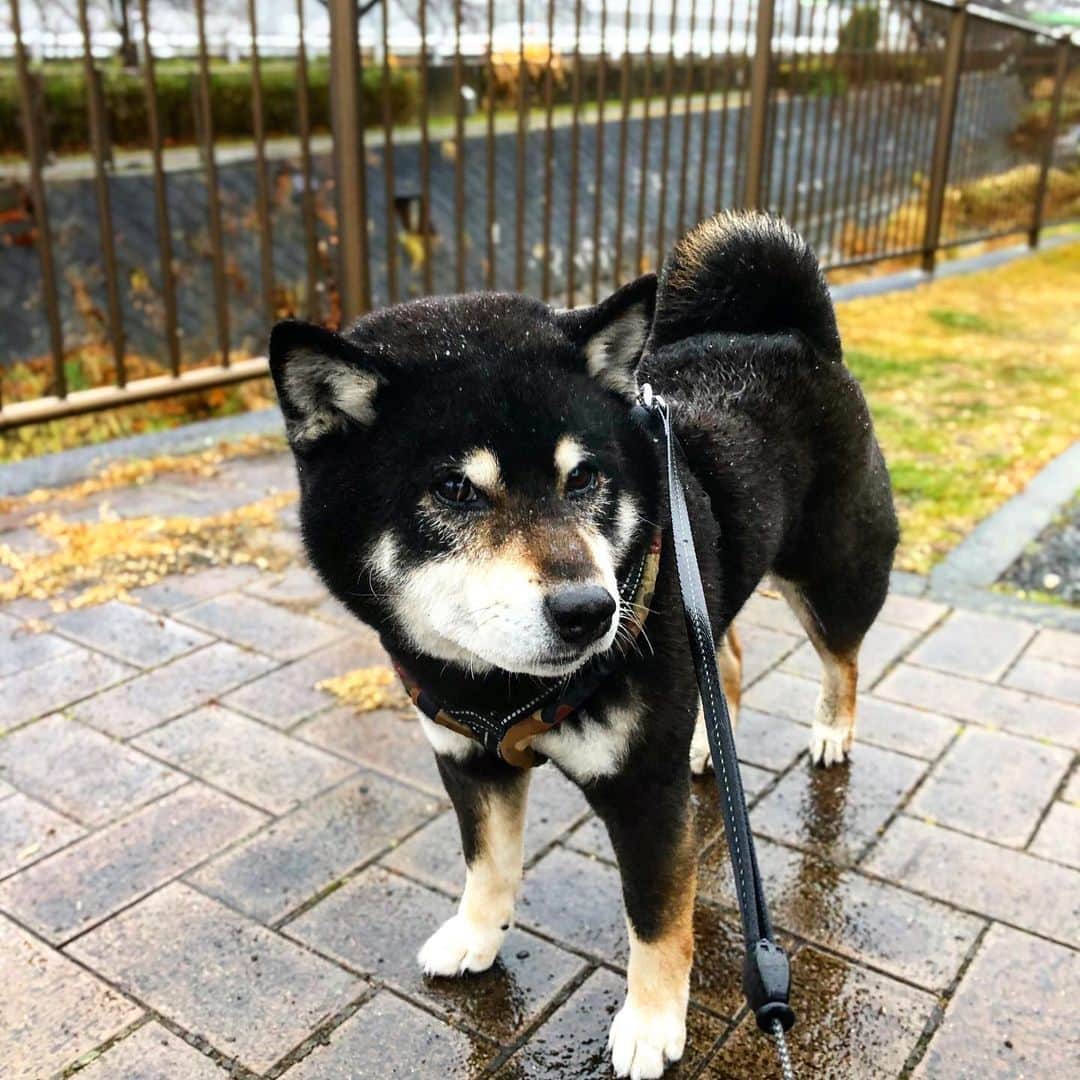 小川博永さんのインスタグラム写真 - (小川博永Instagram)「起きたら雨でした。雪は降ったのかな？  #濡れまる  #今朝まる #ししまる #dog #dogs #柴犬 #黒柴」1月24日 9時02分 - ogawahironaga