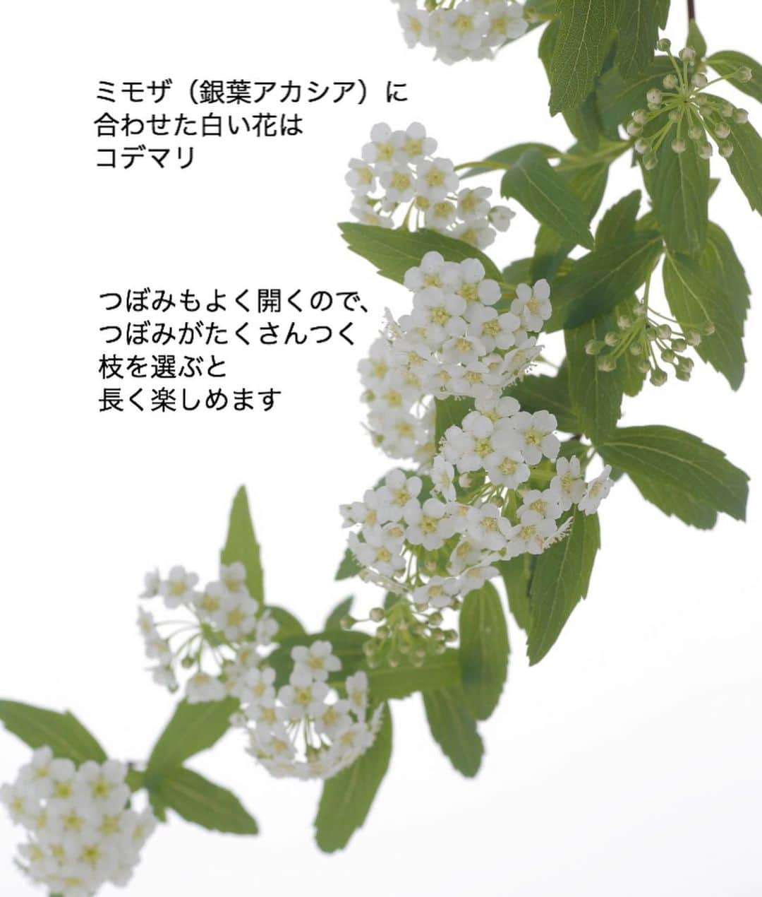 雑誌『花時間』さんのインスタグラム写真 - (雑誌『花時間』Instagram)「おはようございます。昨日の投稿の続編です。  じーっくり吟味して、 しっかりと花が咲いた ミモザを選んだら…  さて、どんなお花を合わせましょう？  ミモザだけでももちろんオッケー🙆‍♀️  でも、何か合わせたいなぁって ときには、コデマリは﻿ いかがですか？﻿ ﻿ コデマリも﻿ 長く、しなやかな﻿ 枝に沿って﻿ 花をつけるお花。  ミモザの枝に 寄り添わせるだけで、﻿ ﻿ 真っ白な小花と﻿ ういういしい葉が加わって、﻿ ぐんとさわやかに﻿ 楽しめるんです。﻿ ﻿ ミモザとコデマリを﻿ ゆったりと長く﻿ いけたら、﻿ 低めにチューリップ🌷﻿ ﻿ チューリップは﻿ 白い八重でも素敵でしょうね。  ミモザシーズンのために 昨日の投稿とあわせて お役立てください。  ﻿では、本日も元気smile😊😊😊で﻿ よい休日にしましょうねー！﻿ by ピーターパン  コデマリの写真 @tanabe32 ﻿ ﻿ ﻿ #flowers #flowerslovers #flowerstagram #flowerarrangement  #花時間 #花時間2021  #花好き #花藝 #花好きな人と繋がりたい #花が好きな人と繋がりたい #花のある生活 #花のある暮らし #花を飾る #花を飾る生活  #ミモザ #銀葉アカシア #mimosa #コデマリ #小手鞠 #春よ来い #ビタミンf #香りのある暮らし #花が好き #黄色い花 #きれいな花 #かわいい花 #癒やしの時間  #花屋さんへ行こう  ﻿ ﻿ ﻿」1月24日 9時22分 - hanajikan_magazine