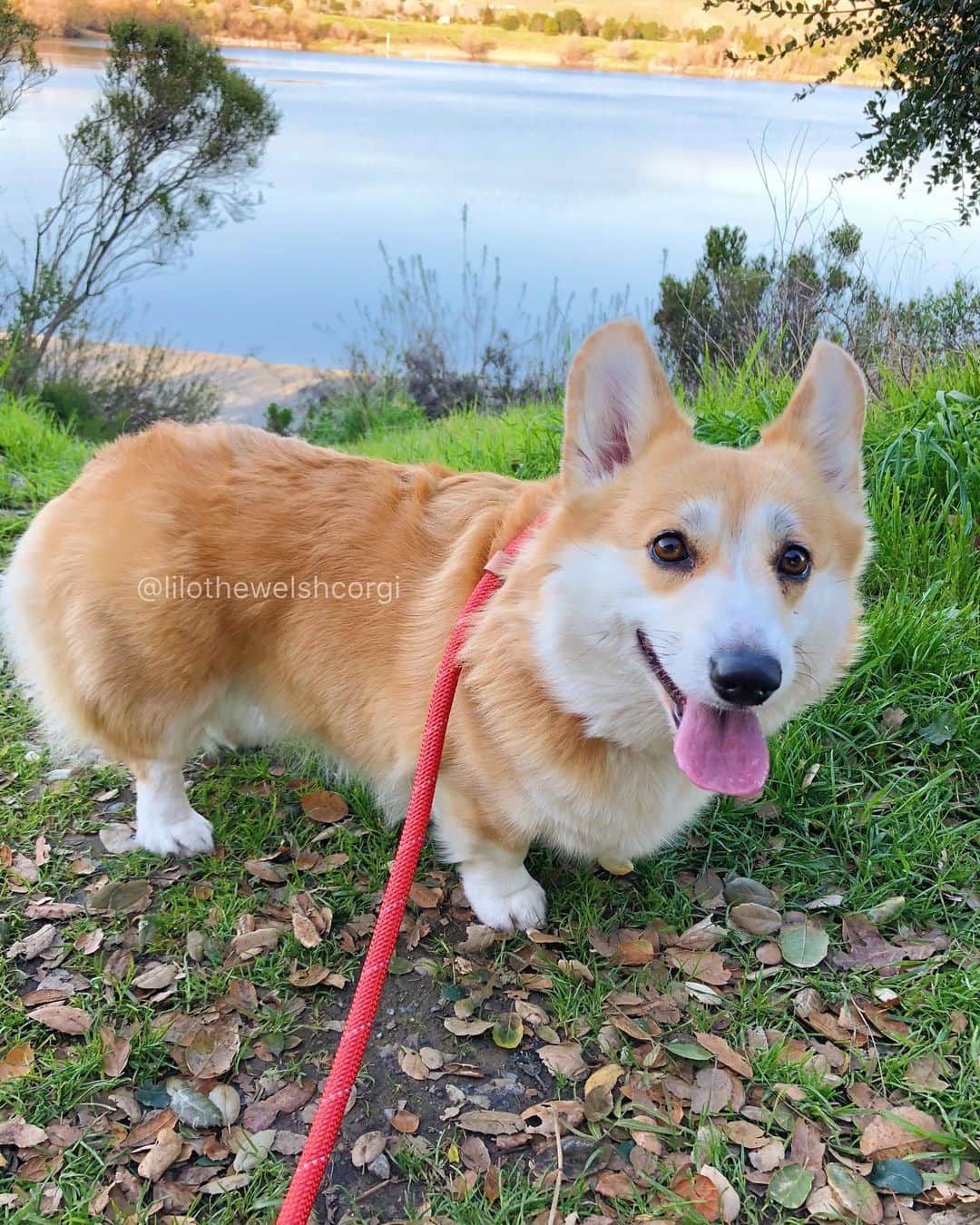 Liloのインスタグラム：「I think everyone should take walks it helps calm your mind... did you take one today woof? #calmyourmind」