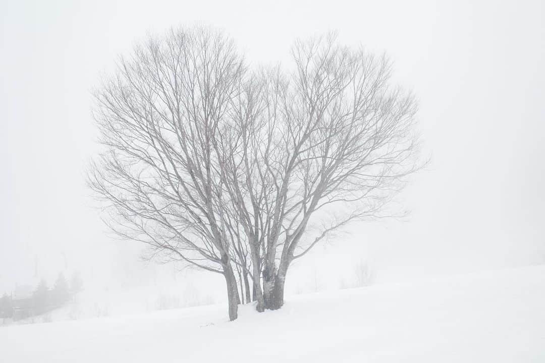 佐々木明のインスタグラム：「【White】 その地域の気候がまた、楽しいですよね。 ウエアが濡れない程の気持ちの良い小雨降る中、濃霧が発生し寒くもなく良い香りの中で滑るって言うのもあぁ気持ち良い。  あぁ気持ちいい。  鹿島槍スキー場はバングーバーオリンピックって正式種目となったスキークロスの代表予選の為に一度だけ訪れて以来で、こんなにも地形が豊富なスキー場だとは当時のコンペティターとしての自分は山の素晴らしさをまだ全く理解していなかったけど、今訪れると当時の感覚より山自体を楽しめてどこに行ってもディズニーランド状態のゾーンに入ります。  スキークロスとアルペンのダブル種目エントリーはこの予選で調子に乗った俺は飛び過ぎてフラット落ちのケツがビンディングに刺さりケツの骨折と言う結果で敗退しています。 自爆というやつです。記録より記憶の典型的調子に乗ったパターンですが、ダブルエントリーを本気で考えて取り組んだことは誇りに思う判断です。  今後そう言う思いを持ったアスリートがアルペンから。またはクロスから出てくるようなアスリートが日本のスキー業界から生まれていく、そんなオープンマインドな国になっていくようアクションを起こしていきたいです。  無理と言われるような事にトライする事、人の作った当たり前を壊したり越えたり実力でしていくのがこれまた一つアスリートの仕事でもある気がします。  アスリートこそフリーなマインドであれ。 勝つも負けるも人ではなくあなたですから。  #grsnaps  #gr3」