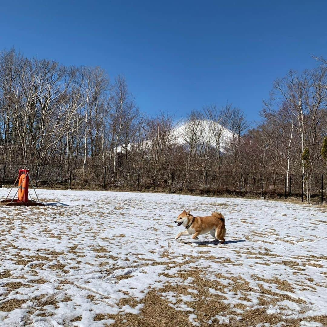 大山加奈さんのインスタグラム写真 - (大山加奈Instagram)「. . 人間的には雪積もらなくてよかったー💦 とほっとしていますが わんこ的には積もってほしかったかな？ . . だいずくんが雪とふれあったのは 2年前の山梨旅行が唯一。 初めての雪とのふれあいでした⛄️ . . 時期的にはもう４月あたまで 着いたときには雪積もってなかったのに 急にバーッと降り出して あっという間に積もったんです。 さすが雨女…とがっかりしましたが 次の日にはキレイに晴れて だいずくんに雪もみせてあげられたし 結果的に良い思い出となりました☺️ . . #だいず #だいず🐕💓 #豆柴 #豆柴部  #柴犬 #しばいぬ  #犬のいる暮らし#🐶 #🐕#いぬすたぐらむ #ワンスタグラム #しばすたぐらむ #mameshiba#shibainu#shibastagram #柴犬好きさんと繋がりたい #柴犬のいる暮らし #柴犬ライフ」1月24日 10時10分 - kanaoyama0619