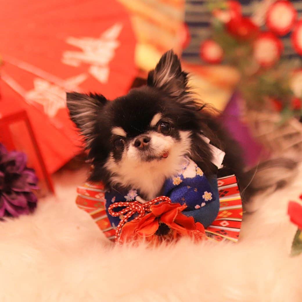kayoのインスタグラム：「* * * めろめろ❤️ * * 丸っこい😂 * * Melon❤️ * * #chihuahua#chihuahualove#dogstgram#dog#instadog#チワワ#チワワ大好き#チワワのいる暮らし * * *」