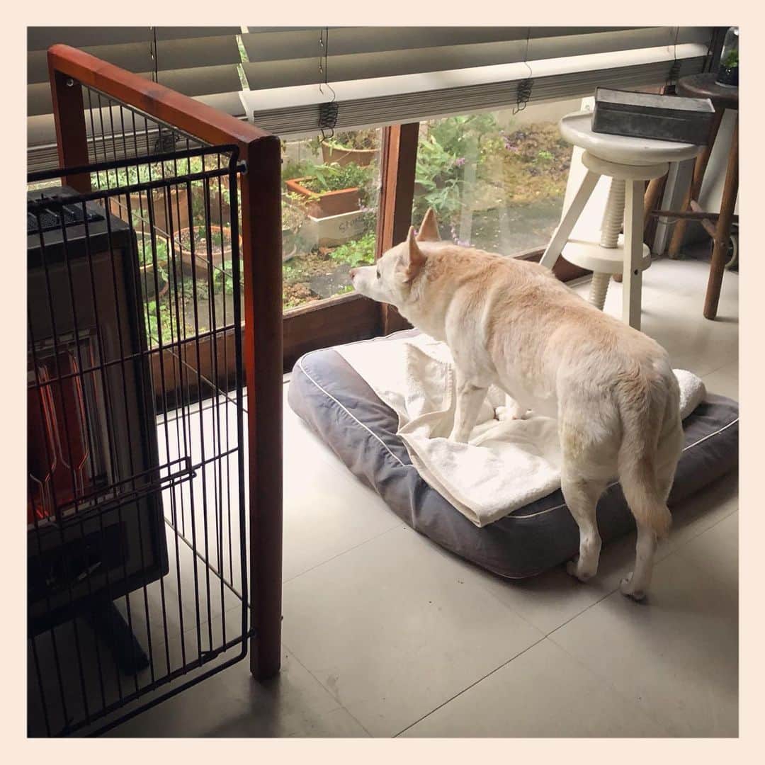 パンといっぴきのインスタグラム：「雨…。  #元保護犬 #雑種犬 #crossbreed #mixdog #キップル14歳」