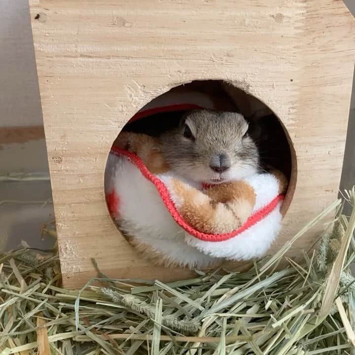 のインスタグラム：「おはよう朝だよー 寒いから出てきません🛌 #Sushiたん」