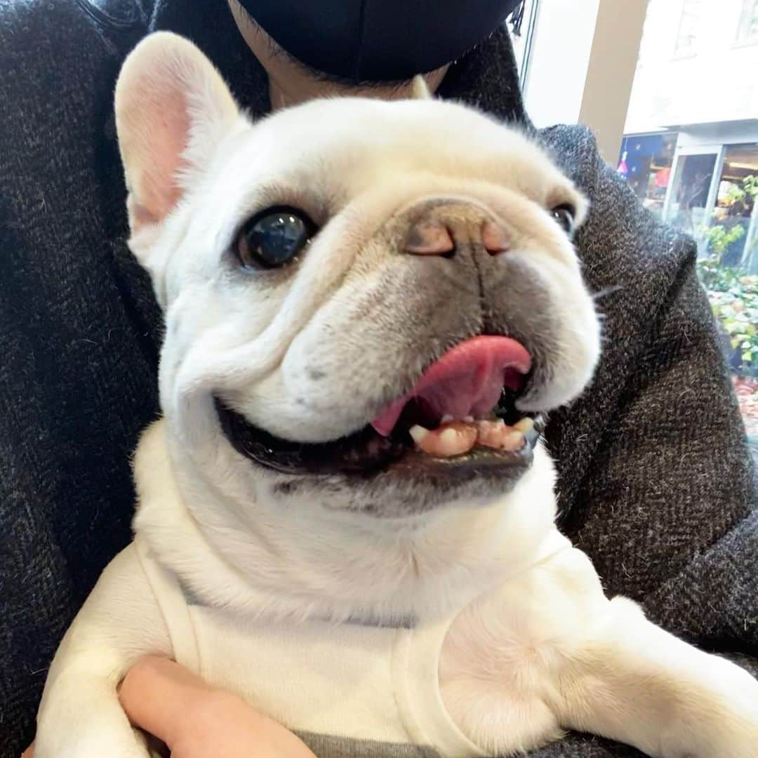 Ham-chanさんのインスタグラム写真 - (Ham-chanInstagram)「#frenchbulldog #frenchie #hamham #hamchan #フレンチブルドッグ #フレブル #はむはむ  #はむちゃん  今日は病院🏥 緊張する〜🐶💦」1月24日 11時19分 - hide_ham_tank