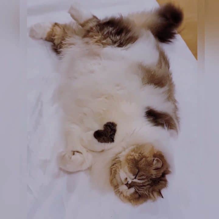 Kenshin & Chloeyのインスタグラム：「"❤" Sundays are for cuddling and sleeping 😸 #lazysunday」