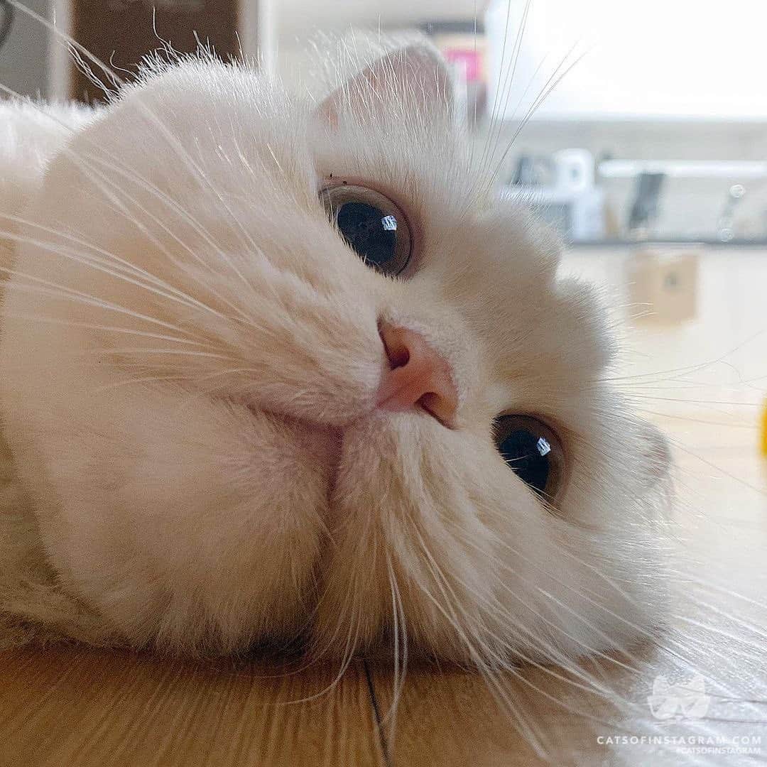 Cats of Instagramさんのインスタグラム写真 - (Cats of InstagramInstagram)「From @susan_kimm: “찌부찌부탱 망숭👻 망숭이가 스스로 만지라고 하는 행동 중 하나가 4, 5번짤 배 발라당 해서 “이래도 안만져? 이래도?” 라는 듯 정수리를 바닥에 처박으며 아이컨택함😭” #catsofinstagram」1月24日 11時34分 - cats_of_instagram