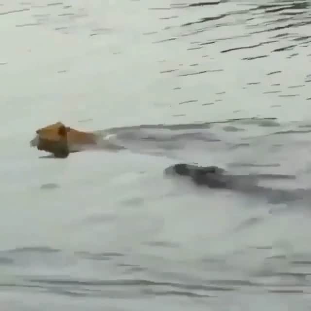 WildLifeのインスタグラム：「@discovercrocodiles 🐊 #Repost from @africanimals Crazy video of a lioness crossing the river and escaping death 😱 ✥⁣⁣⁣⁣ ✥⁣⁣⁣⁣ 🎥 By @⁣untoldwildlife ✥⁣⁣⁣⁣ ✥⁣⁣⁣⁣⁣⁣⁣⁣ 🐘 Hashtag: #africanimals⁣⁣⁣⁣ 💚 Be kind to every kind, not just mankind⁣⁣ ✥⁣⁣⁣⁣ ✥⁣⁣⁣⁣ #lions #lion #wildlife #lionking #africa #nature #animals #lioness #love #safari #lionsofinstagram #wildlifephotography #bigcats #photography #africanimals #cats #bigcat #naturephotography #king #travel #lioncub #lionlove #africanscenery #africannature」