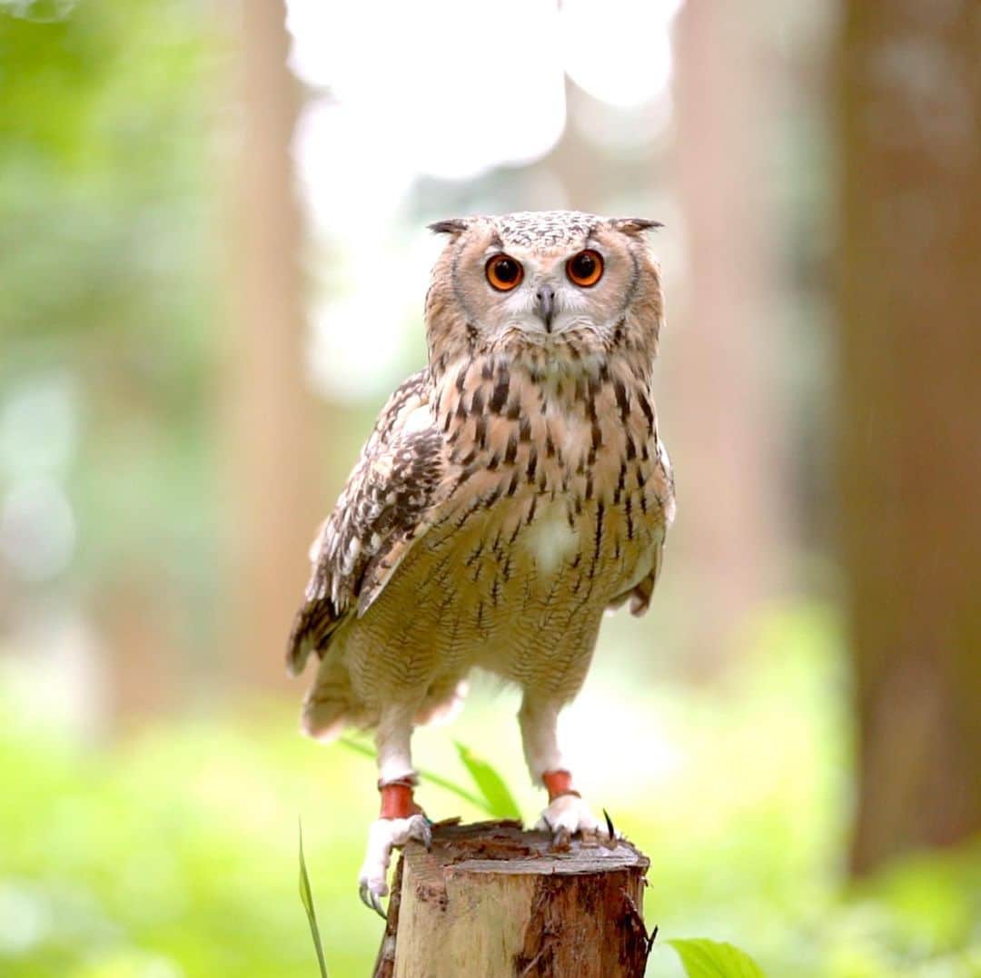 GEN3 Owlのインスタグラム：「ガルーが家族になってから、自然の大切や野生動物の尊さを考えるようになった。  Garu comes home and I'm learning about nature, its importance and the preciousness of wildlife.  #owl #owlgaru#フクロウ」