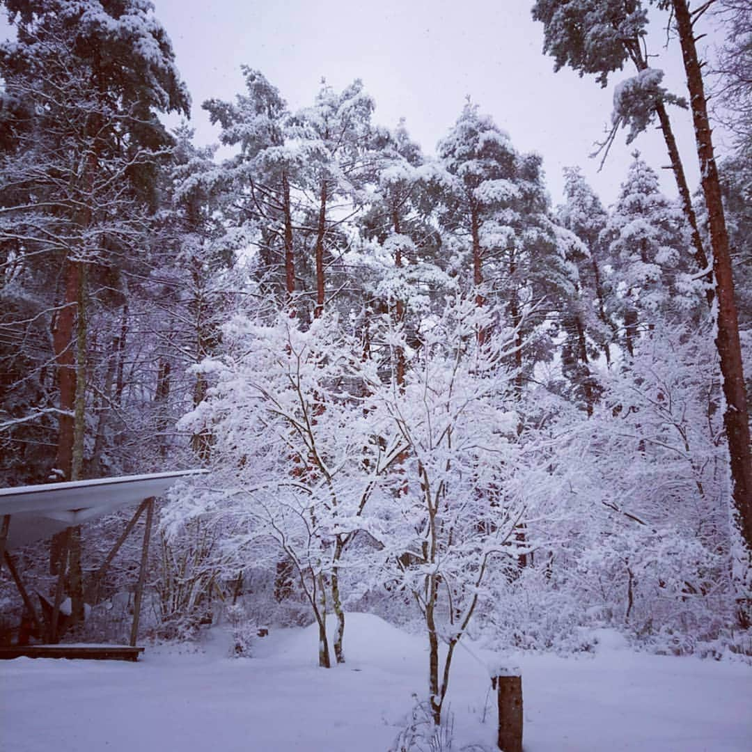 富永美樹さんのインスタグラム写真 - (富永美樹Instagram)「#雪の日曜日 #stayinghome #読書三昧   #富士山の森  #山梨暮らし  #まだ雪が嬉しい7年目 😁  でも #雪かき は#スポーツ ですね😅 #汗だく   #雪 #雪景色 #森 #冬の森 #日曜日の朝」1月24日 12時17分 - miki.tominaga.official