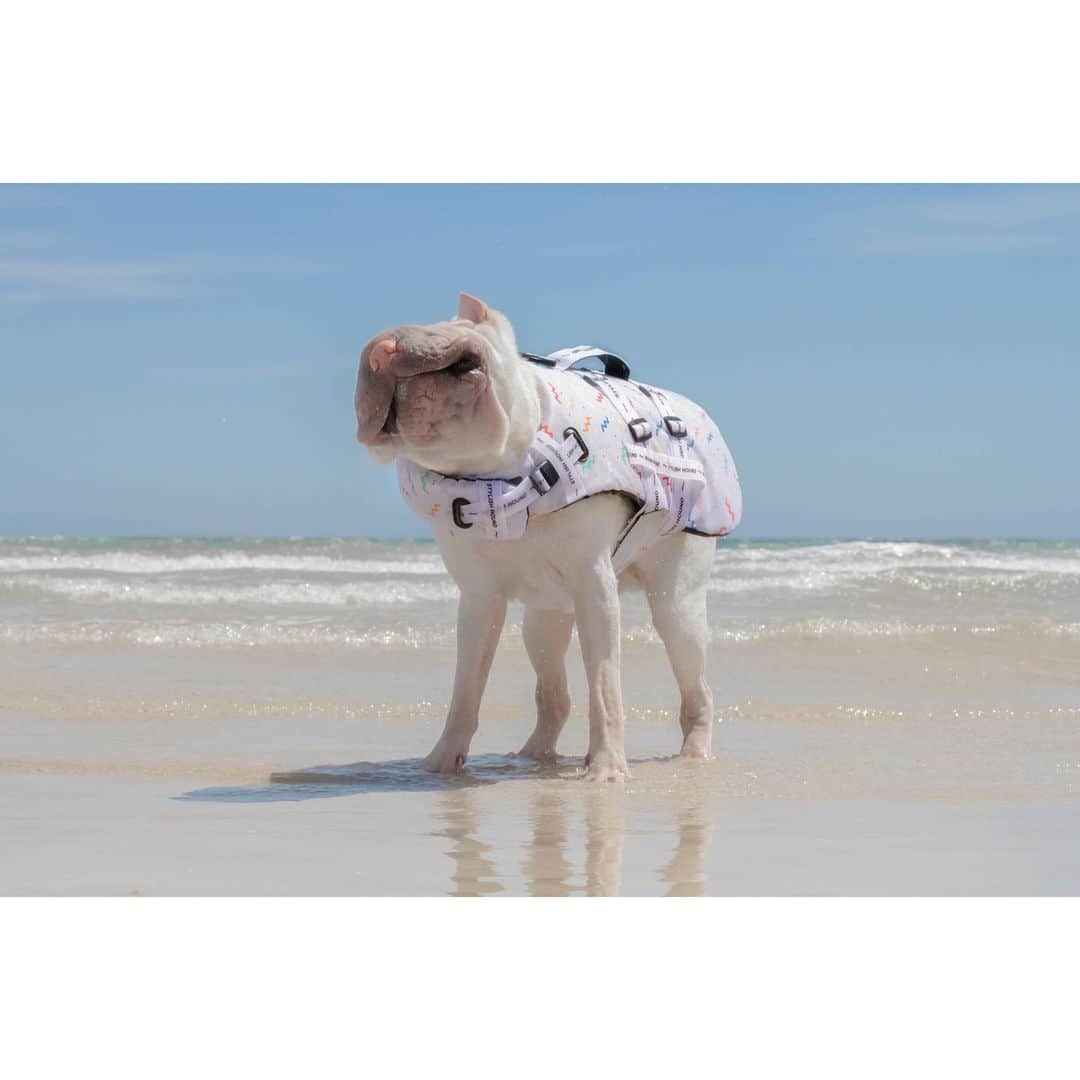 annie&pADdinGtoNさんのインスタグラム写真 - (annie&pADdinGtoNInstagram)「Sunday smiles ☀️ #beachplease #tasmania #weekend #lambington #wrinkles #squishyfacecrew #sharpeisoftheworld #sharpeilove #dog #dogs #dogsofinstagram #wrinkles #doglover #dogoftheday #dogsatthebeach #stylishhound #dogswimjacket #beach #instagood #weeklyfluff #instadaily #iloveyoutothemoonandback Lambington’s swim jacket is from @stylish.hound size large」1月24日 12時11分 - anniepaddington