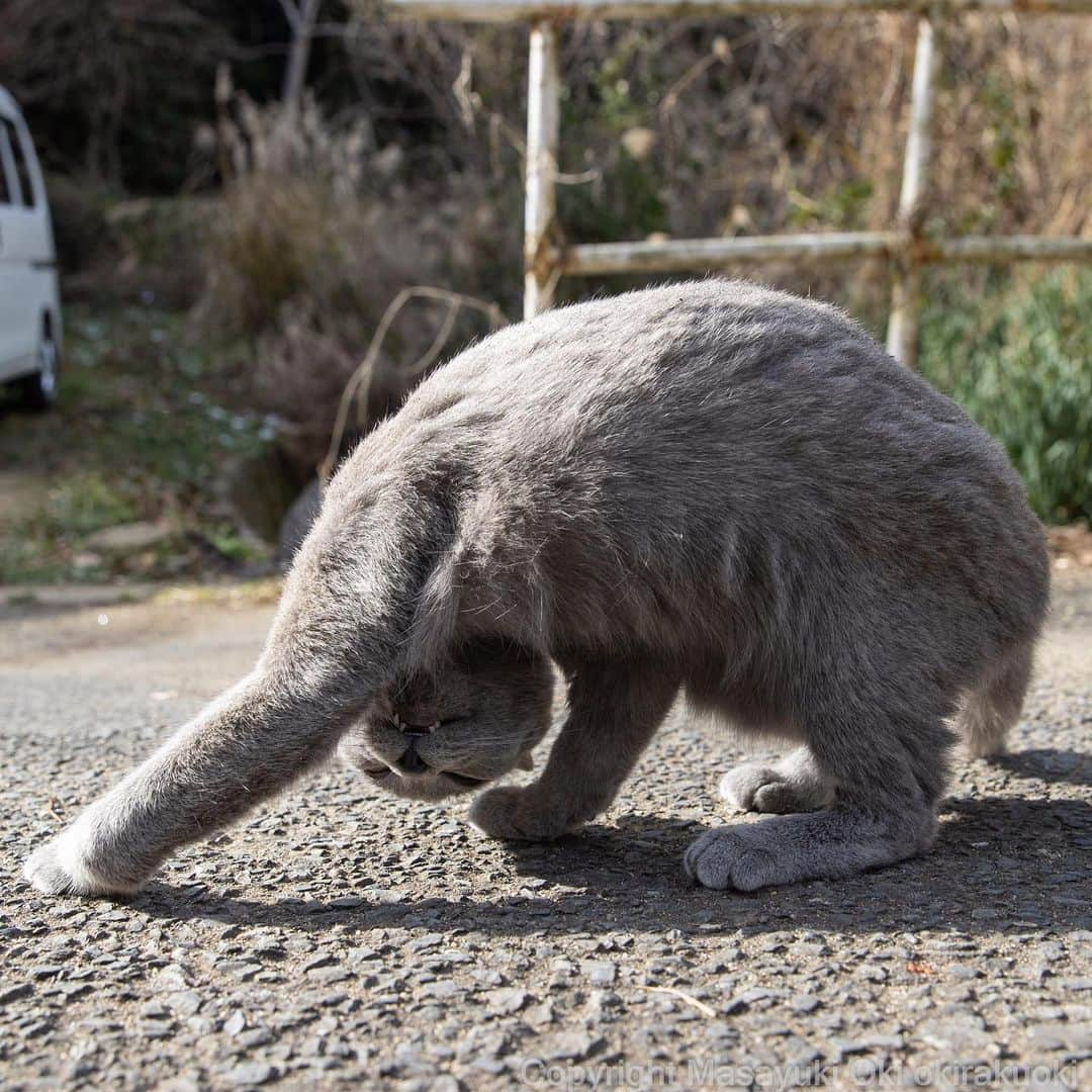 Masayukiさんのインスタグラム写真 - (MasayukiInstagram)「気になる。」1月24日 12時21分 - okirakuoki