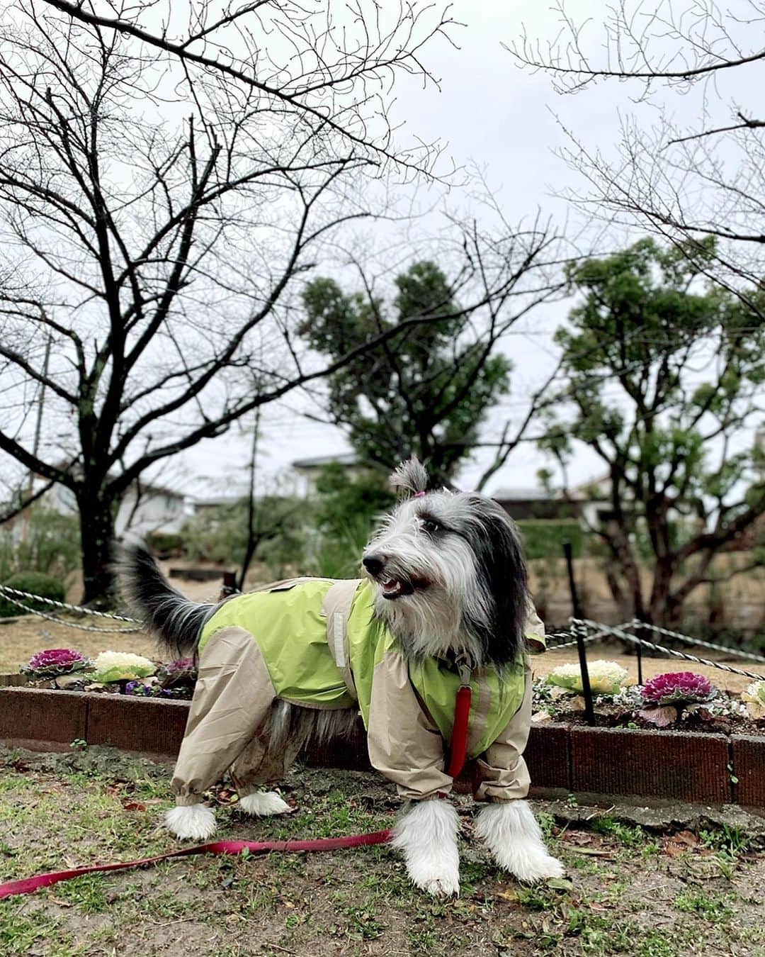 のインスタグラム：「三日間、雨です。 小止みの時にお散歩連れて行ってもらっていますが、雨だからと言って、じっとしている私ではありません。 母「やーめーてー」  #ビアデッドコリー #ビアディ #beardedcollie #akaribeardie #beardie #beardedcolliesofinstagram #puppydog #puppygram  #petscorner #insta_animal #dog_ofinstagram #insta_dogs #igdog #topdogphoto #repost_ezyjp #weeklyfluff #dog_features #excellent_dogs #pecoいぬ部」