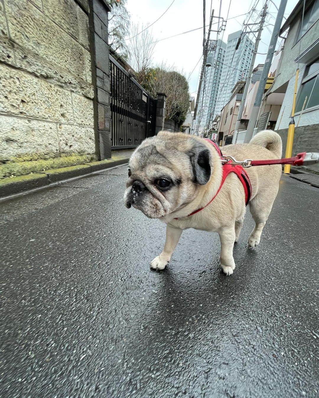 やついいちろうさんのインスタグラム写真 - (やついいちろうInstagram)「雨上がり  #pug #pugs #puglife #puglove #パグ #パグスタグラム」1月24日 12時58分 - yatsuiichiro