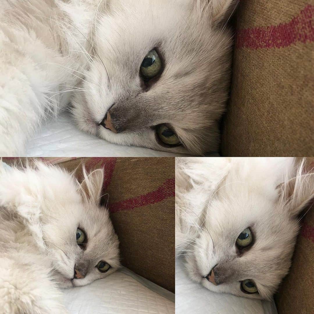 のインスタグラム：「今日の大福は歌舞いてました😳 ・ 目を見開いて、寝てるのかと思いきや、起きてた☺︎ 開きっぱなしで乾燥しないのかなぁ。。😅 ・ #大福くん #チンチラシルバー #男の子 #19歳 #イヨ〜っ！ #歌舞いてます👀 #猫のいる暮らし  #にゃんだふるらいふ」