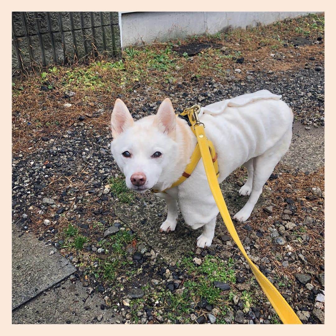 パンといっぴきのインスタグラム：「散歩のチャンス✨  #元保護犬 #雑種犬 #crossbreed #mixdog #キップル14歳」