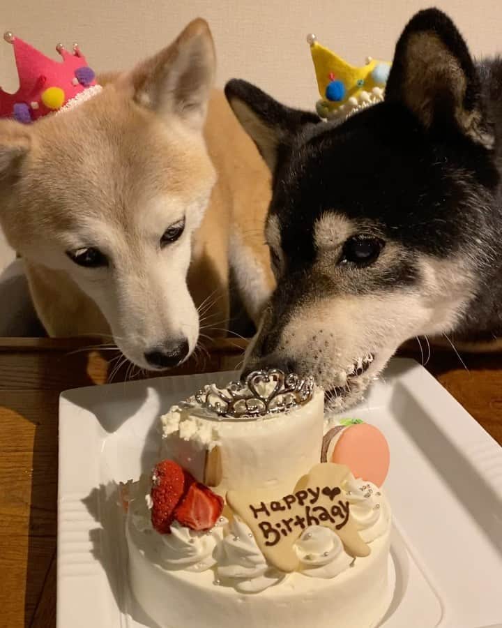 柴犬 けんしろう ゆりあのインスタグラム：「🐶🎂🐶  ゆりあのバースデーケーキ仲良く食べました🎂 ん？仲良く🙄？2枚目ぜひ見てください(笑) けんちゃんお口にいっぱいクリームつけて主役おしのけてます🤣  昨日からゆりあへ私たち家族へあったかいメッセージをたくさんたくさんありがとうございます🥺けんゆりのフォロワーさんはみなさん本当にあったかくてやさしい方たちばかりです🥺🥺 こんなに愛情のこもったお言葉のプレゼントを贈っていただけるなんて、私たちは本当に本当に幸せ者です🎁 ぜんぶぜんぶ、ゆりぃとけんちゃんに読み聞かせますね！  そして、ケーキを食べる時は必ず身につける王冠👑これはご近所隊の健太ママが15歳の健太くん10歳のけんしろう9歳の楓ちゃんの合同お誕生日パーティーの時にみんなへのお祝いに手作りで作ってくださったもの。その時みんなでひとつのバースデーケーキを囲んでこの王冠を身につけてお祝いした日のことは私たちにとってかけがえのない想い出。ケーキを食べる時はいつもその日のことを思い出しながらこの王冠をつけさせてもらってます♡ 健太ママ、楓ママ、昨夜もゆりあと私たち家族に愛情いっぱいのやさしいお気持ちを本当に本当にありがとうございました♡ . . #うちの子記念日 #happybirthday」