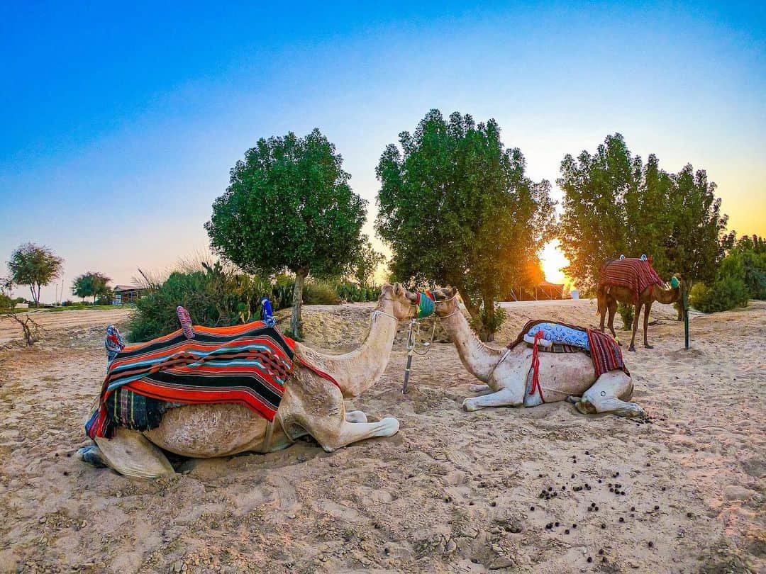 myumyuさんのインスタグラム写真 - (myumyuInstagram)「#camelride   #dubaï#Dubai#dubaitravel#dubaitrip#travellover#travelgirl#camel#camelride#Arabic#camel#camelriding#camelrides#ドバイ#ドバイ旅行#ドバイ観光#海外旅行#旅好き#旅行好き女子#旅行好きな人と繋がりたい#旅好きな人と繋がりたい#ラクダ#可愛い動物#動物好き#アラビアン#アバヤ」1月24日 13時44分 - myumyu_travel_bikini