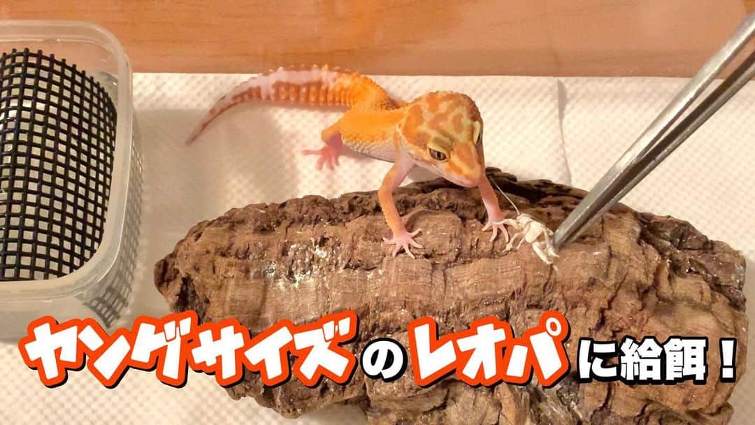 高松雪乃のインスタグラム：「YouTube更新しました！ 「ゆきのんちゃんねる。」 我が家のレオパに餌やり！  プロフィールのURLから飛べます✈︎ @yukinotakamatsu   #ヒョウモントカゲモドキ　#レオパードゲッコー　#レオパ　#爬虫類　#leopardgecko #reptile」