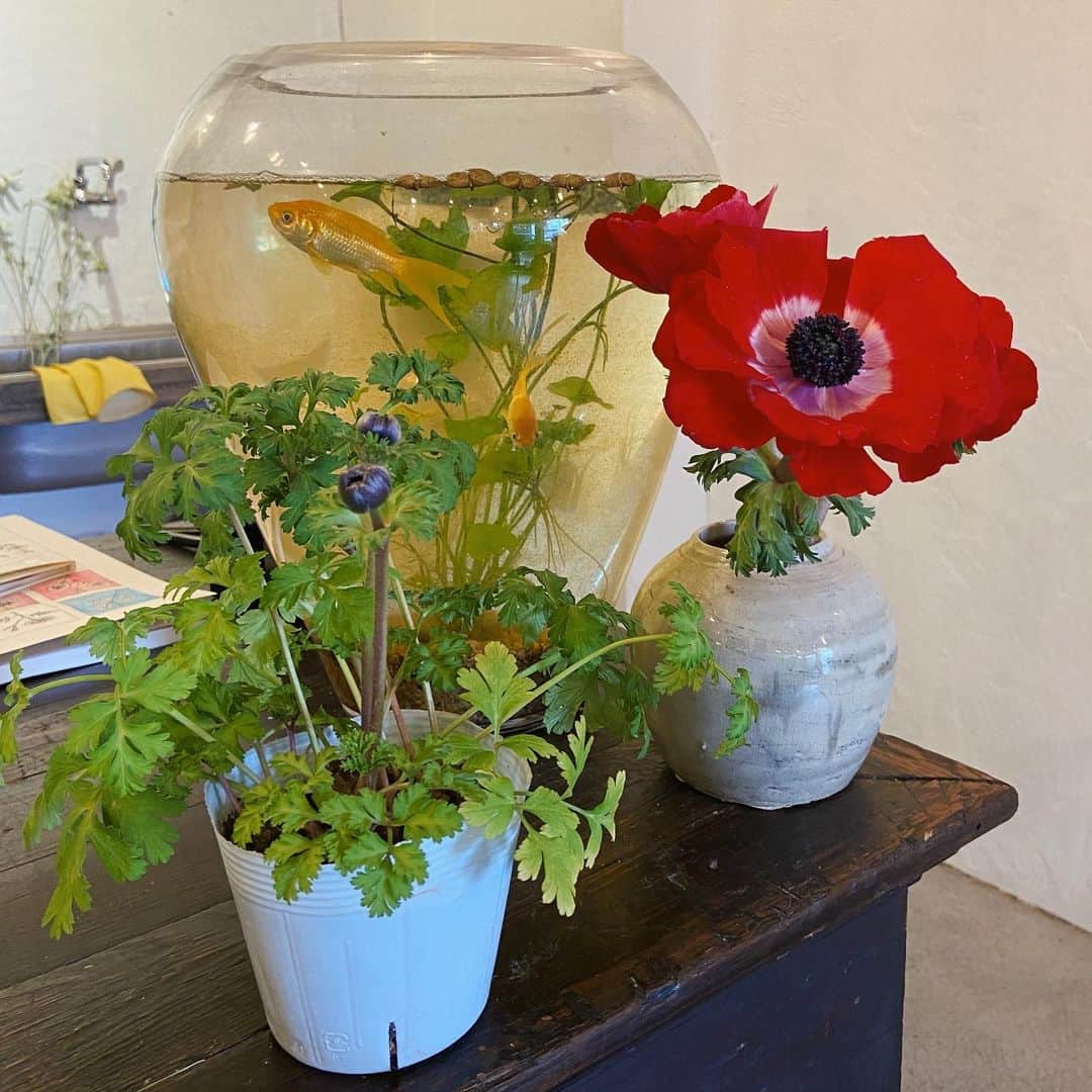 矢部ユウナのインスタグラム：「#お花のある生活」