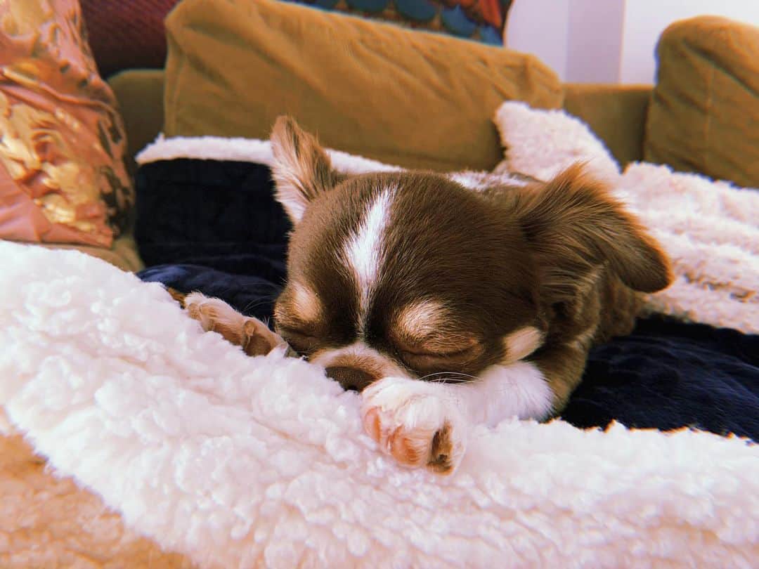 美咲かんなさんのインスタグラム写真 - (美咲かんなInstagram)「．  あまりに可愛い寝姿。 この家のソファもベッドも全部全部この子たちのものに。 のびのび幸せを感じてくれてればいいな。  ．  #犬 #愛犬 #いぬすたぐらむ  #わんこのいる生活  #チワワ #dogstagram」1月24日 13時59分 - kanna_misaki_x