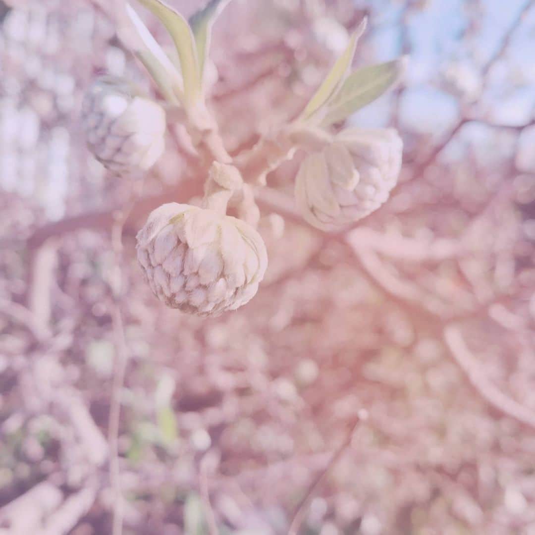 LISACHRISのインスタグラム：「🤍💭👩‍🦳👩👧👱‍♀️🧕 彼以外 魅力を感染さぬよう 乙女がマスクする 外  五理数 (✿ฺ東京都✿ฺ)」
