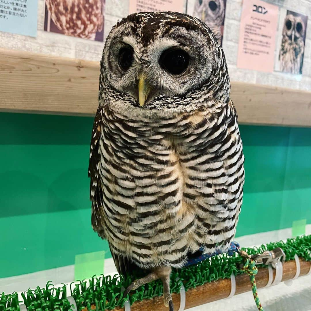 星那美月さんのインスタグラム写真 - (星那美月Instagram)「癒された🦉🌟  #フクロウ #フクロウカフェ」1月24日 14時56分 - mitsukihoshina