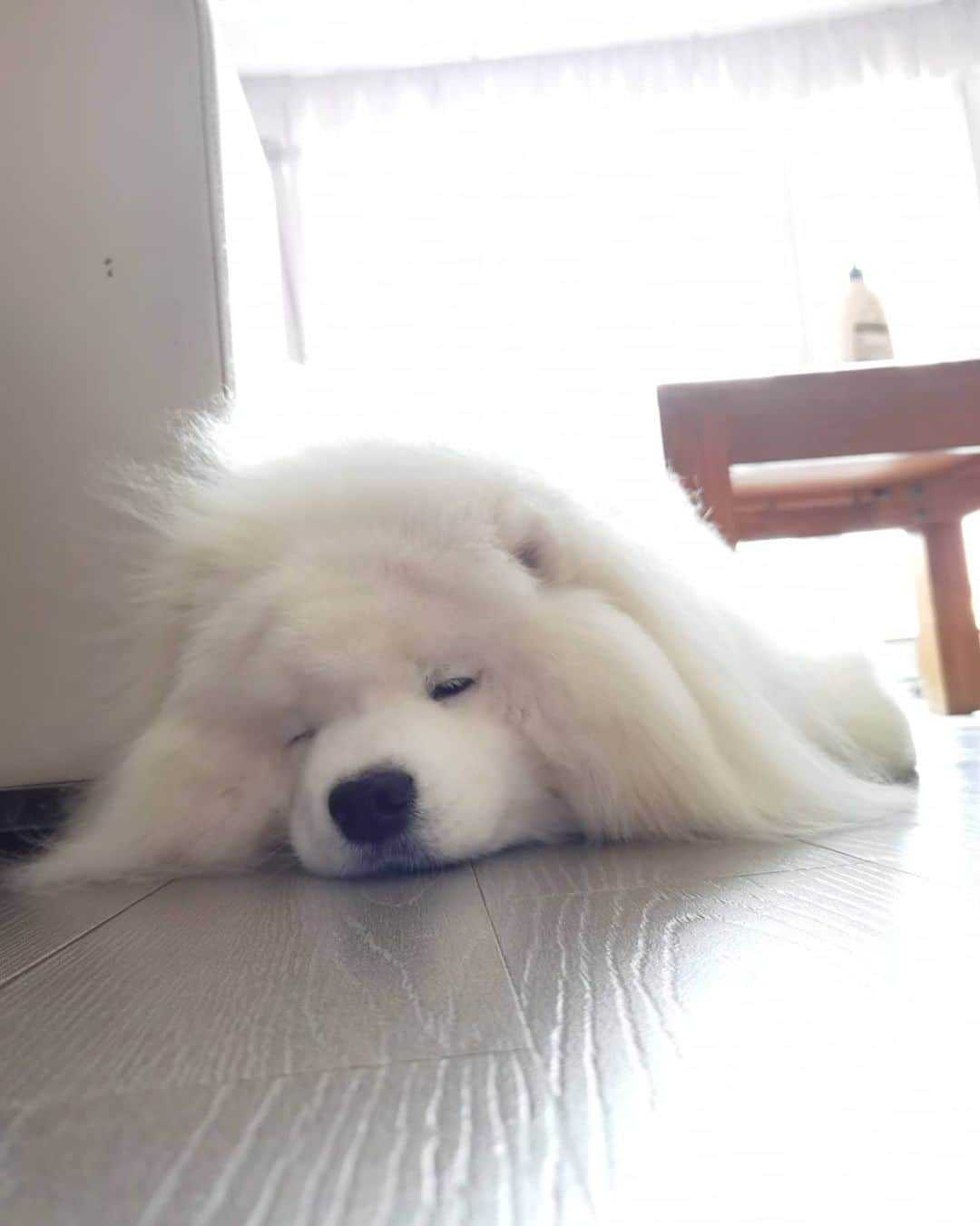 Alex Toのインスタグラム：「Lazy Sunday 😪😪😪 #cute #dog #doglover #dogsofinstagram #dogoftheday #dogofthedayjp #dogstagram #fluffy #hkig #hongkong #ilovemydog #instadog #instagood #instamood #instagraphy #shibainu #samoyedoninstagram #pet #petlovers #petsofinstagram #petstagram #photooftheday #puppy #pupsofinstagram #samoyed #samoyedsofinstagram #webstagram #犬 #サモエド」