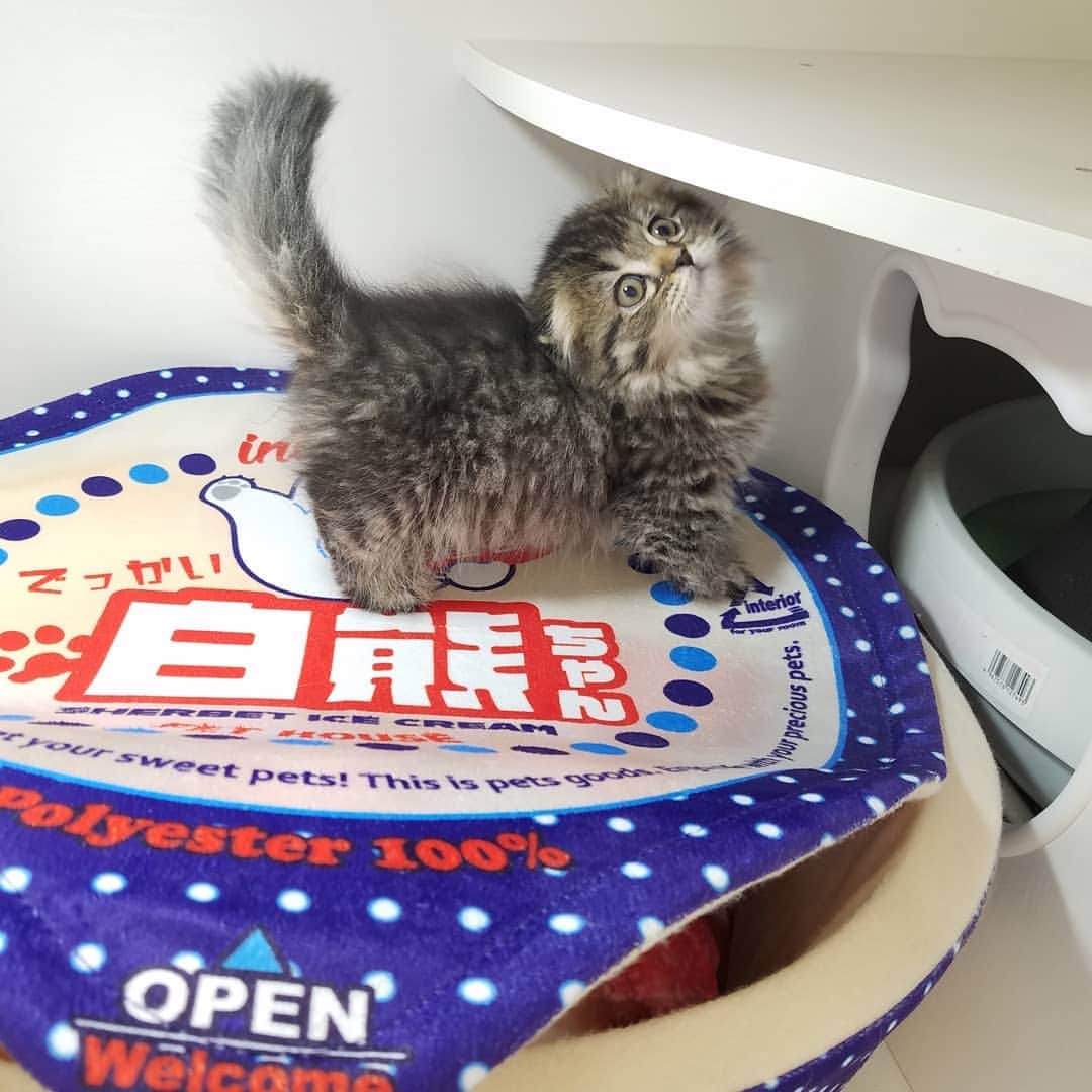 マンチカン(munchkin)キャットファーム大谷さんのインスタグラム写真 - (マンチカン(munchkin)キャットファーム大谷Instagram)「お客様にゃんこちゃん❤ #キャットファーム大谷#まんちかん#マンチカン#ネコ#こねこ#にゃんこ#猫ちゃん#ねこ部#ニャンスタグラム#猫#ねこ#子猫#モフモフ#モフモフねこ#ミヌエット#短足#ねこすたぐらむ#愛猫#かわいい#ふわもこ部#猫のいる暮らし#マンチカンブリーダー#ミヌエットブリーダー#cat#catsgram #catsofinstagram#instacat#picneko」1月24日 15時10分 - roytar222