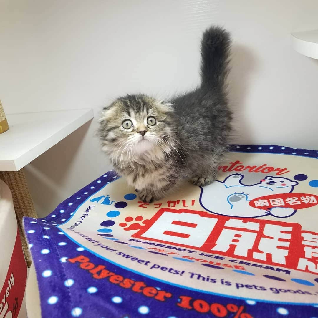 マンチカン(munchkin)キャットファーム大谷さんのインスタグラム写真 - (マンチカン(munchkin)キャットファーム大谷Instagram)「お客様にゃんこちゃん❤ #キャットファーム大谷#まんちかん#マンチカン#ネコ#こねこ#にゃんこ#猫ちゃん#ねこ部#ニャンスタグラム#猫#ねこ#子猫#モフモフ#モフモフねこ#ミヌエット#短足#ねこすたぐらむ#愛猫#かわいい#ふわもこ部#猫のいる暮らし#マンチカンブリーダー#ミヌエットブリーダー#cat#catsgram #catsofinstagram#instacat#picneko」1月24日 15時10分 - roytar222