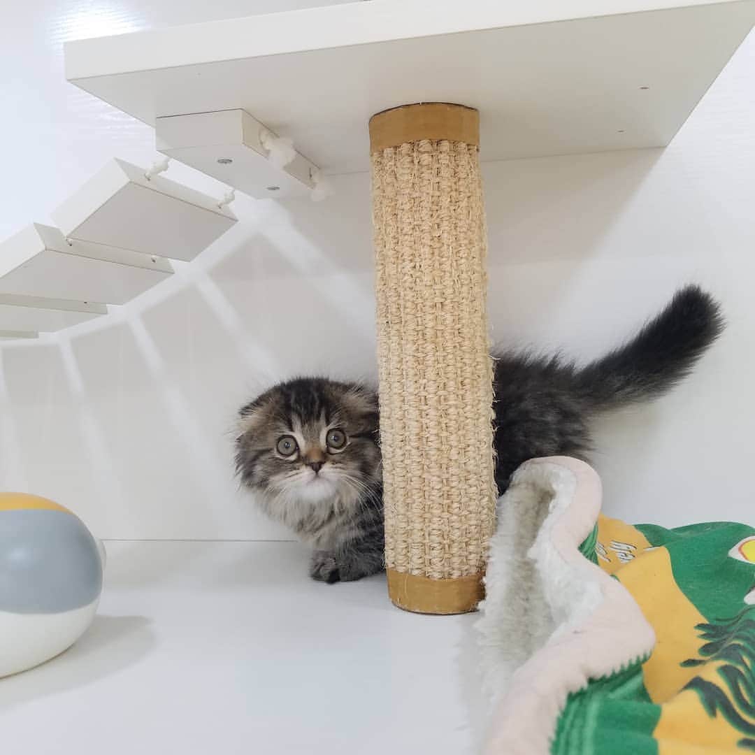 マンチカン(munchkin)キャットファーム大谷さんのインスタグラム写真 - (マンチカン(munchkin)キャットファーム大谷Instagram)「お客様にゃんこちゃん❤ #キャットファーム大谷#まんちかん#マンチカン#ネコ#こねこ#にゃんこ#猫ちゃん#ねこ部#ニャンスタグラム#猫#ねこ#子猫#モフモフ#モフモフねこ#ミヌエット#短足#ねこすたぐらむ#愛猫#かわいい#ふわもこ部#猫のいる暮らし#マンチカンブリーダー#ミヌエットブリーダー#cat#catsgram #catsofinstagram#instacat#picneko」1月24日 15時10分 - roytar222