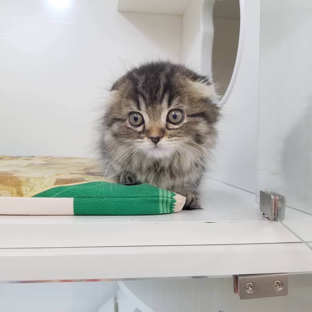 マンチカン(munchkin)キャットファーム大谷さんのインスタグラム写真 - (マンチカン(munchkin)キャットファーム大谷Instagram)「お客様にゃんこちゃん❤ #キャットファーム大谷#まんちかん#マンチカン#ネコ#こねこ#にゃんこ#猫ちゃん#ねこ部#ニャンスタグラム#猫#ねこ#子猫#モフモフ#モフモフねこ#ミヌエット#短足#ねこすたぐらむ#愛猫#かわいい#ふわもこ部#猫のいる暮らし#マンチカンブリーダー#ミヌエットブリーダー#cat#catsgram #catsofinstagram#instacat#picneko」1月24日 15時10分 - roytar222