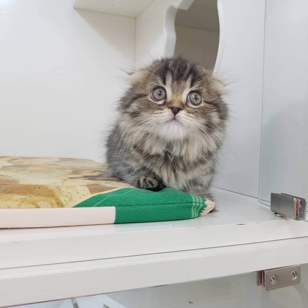 マンチカン(munchkin)キャットファーム大谷さんのインスタグラム写真 - (マンチカン(munchkin)キャットファーム大谷Instagram)「お客様にゃんこちゃん❤ #キャットファーム大谷#まんちかん#マンチカン#ネコ#こねこ#にゃんこ#猫ちゃん#ねこ部#ニャンスタグラム#猫#ねこ#子猫#モフモフ#モフモフねこ#ミヌエット#短足#ねこすたぐらむ#愛猫#かわいい#ふわもこ部#猫のいる暮らし#マンチカンブリーダー#ミヌエットブリーダー#cat#catsgram #catsofinstagram#instacat#picneko」1月24日 15時10分 - roytar222