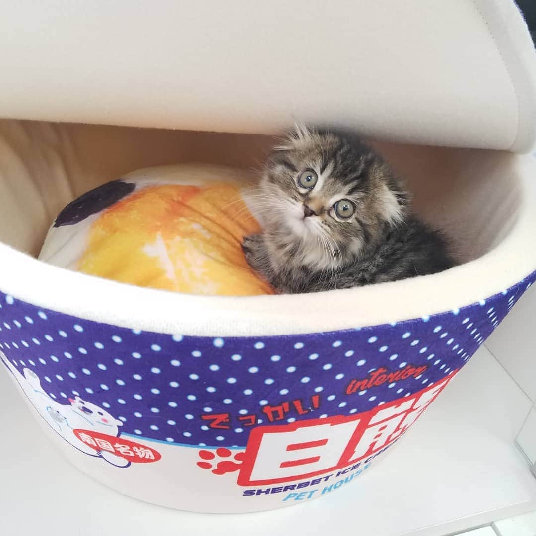 マンチカン(munchkin)キャットファーム大谷さんのインスタグラム写真 - (マンチカン(munchkin)キャットファーム大谷Instagram)「お客様にゃんこちゃん❤ #キャットファーム大谷#まんちかん#マンチカン#ネコ#こねこ#にゃんこ#猫ちゃん#ねこ部#ニャンスタグラム#猫#ねこ#子猫#モフモフ#モフモフねこ#ミヌエット#短足#ねこすたぐらむ#愛猫#かわいい#ふわもこ部#猫のいる暮らし#マンチカンブリーダー#ミヌエットブリーダー#cat#catsgram #catsofinstagram#instacat#picneko」1月24日 15時10分 - roytar222
