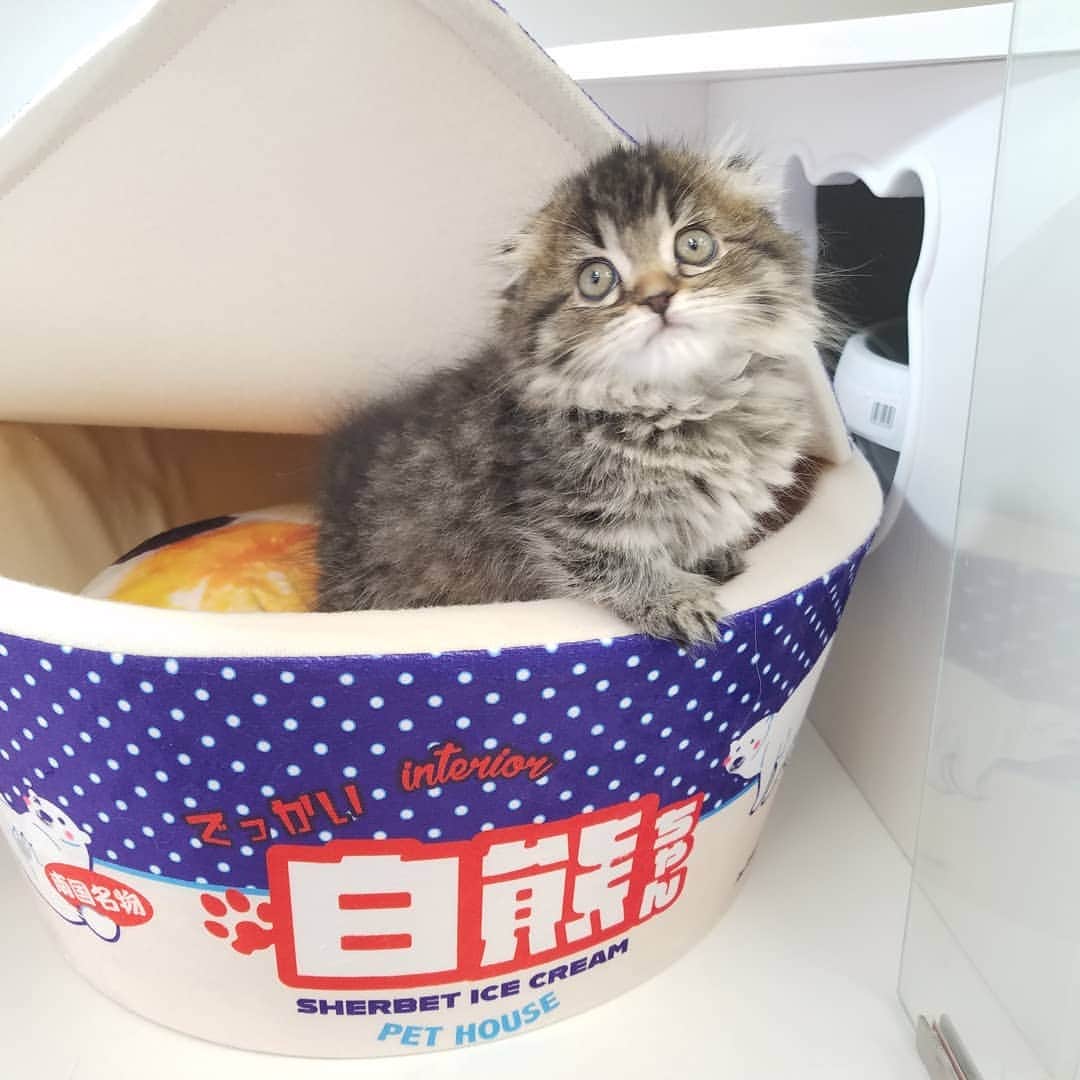 マンチカン(munchkin)キャットファーム大谷さんのインスタグラム写真 - (マンチカン(munchkin)キャットファーム大谷Instagram)「お客様にゃんこちゃん❤ #キャットファーム大谷#まんちかん#マンチカン#ネコ#こねこ#にゃんこ#猫ちゃん#ねこ部#ニャンスタグラム#猫#ねこ#子猫#モフモフ#モフモフねこ#ミヌエット#短足#ねこすたぐらむ#愛猫#かわいい#ふわもこ部#猫のいる暮らし#マンチカンブリーダー#ミヌエットブリーダー#cat#catsgram #catsofinstagram#instacat#picneko」1月24日 15時10分 - roytar222