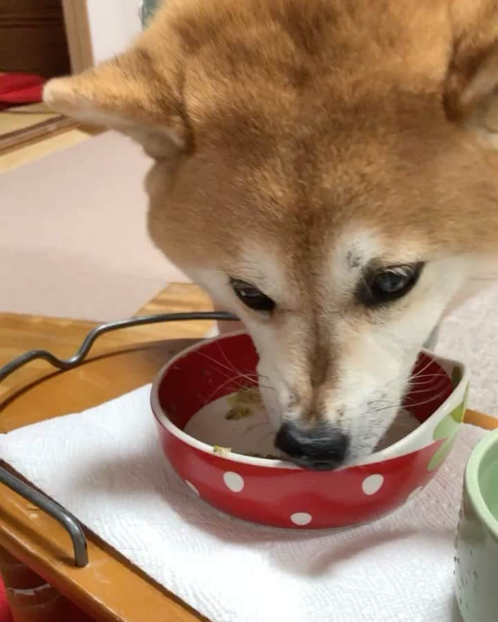 くるみのインスタグラム：「. 飼い主のお休みの日のお昼は お魚🐟ごはん  今週はイワシのつみれ🐟 骨をトゲ抜きで取って、さらに 包丁でよく叩きます〜（過保護  . . #余りは飼い主が #まるかじり #くるみごはん」