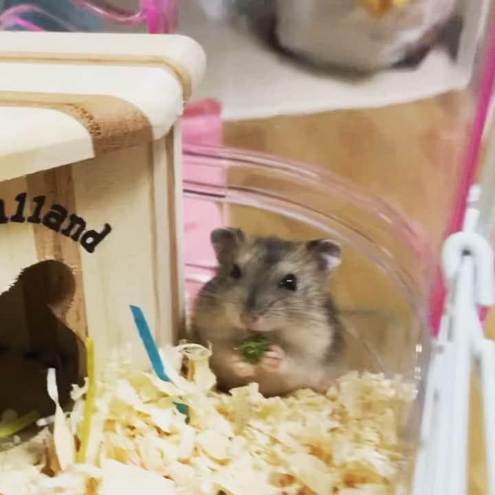 山内芹那のインスタグラム