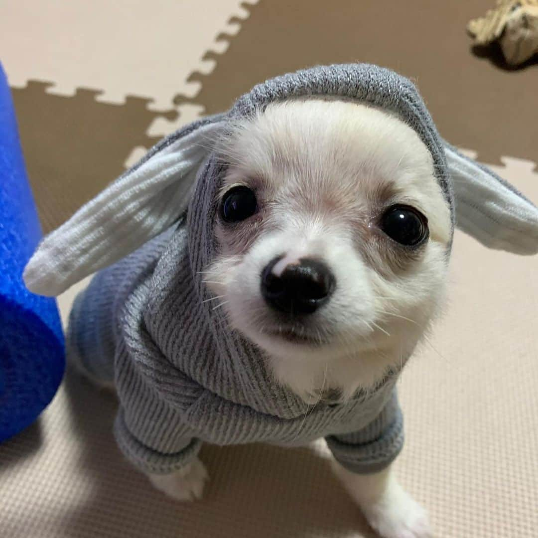 山田元気さんのインスタグラム写真 - (山田元気Instagram)「我が家の息子たち！！ ひじき🐶 まりも🐶  #山田元気 #愛犬 #チワワ #チワワのいる暮らし」1月24日 16時08分 - yamada_genki33