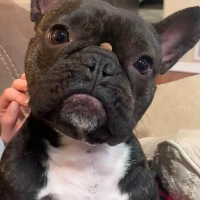 French Bulldogのインスタグラム