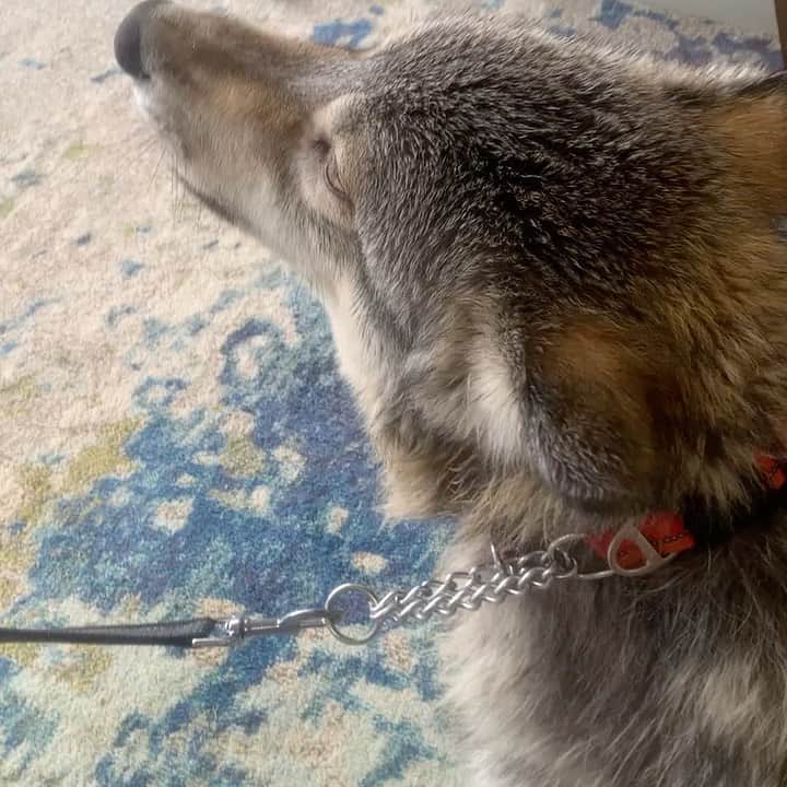 Rylaiのインスタグラム