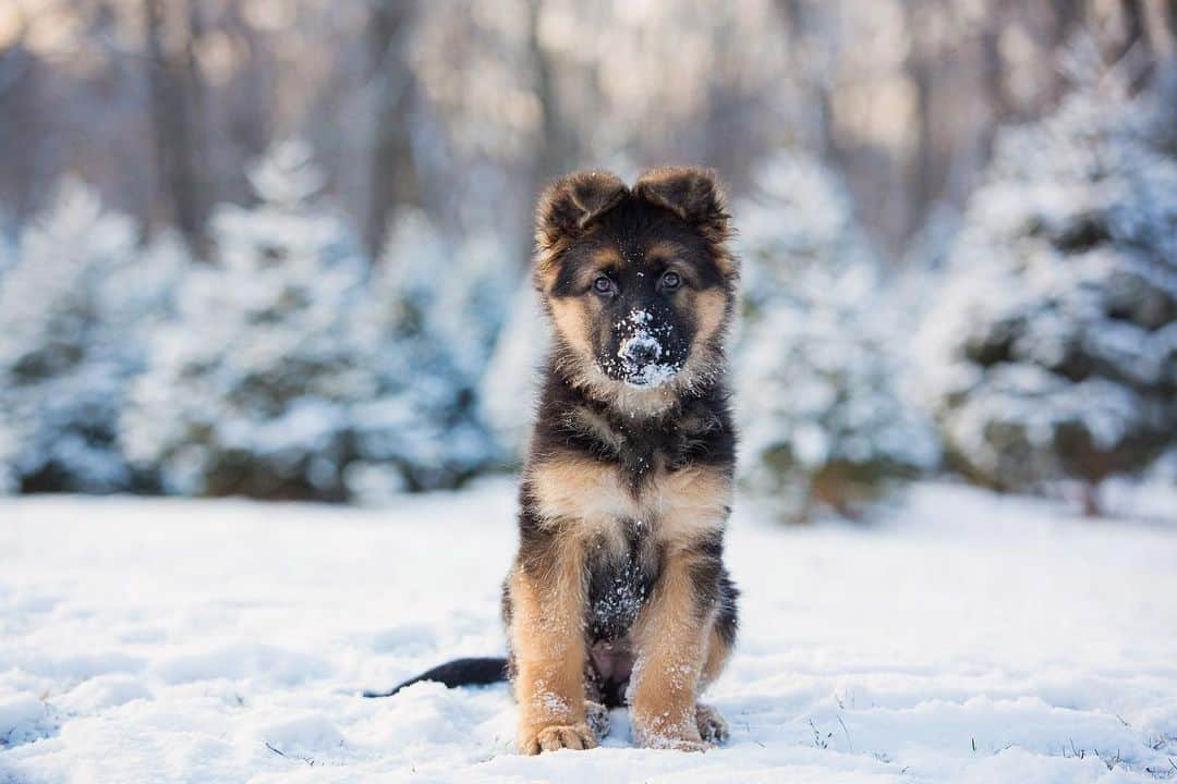 CANON USAさんのインスタグラム写真 - (CANON USAInstagram)「Looks like this doggo discovered the snow! #CaptionThis photo in the comments below! 🐶  📸 #Canon EOS 5D Mark III Lens: EF 70-200mm f/2.8L IS II USM」1月25日 2時07分 - canonusa