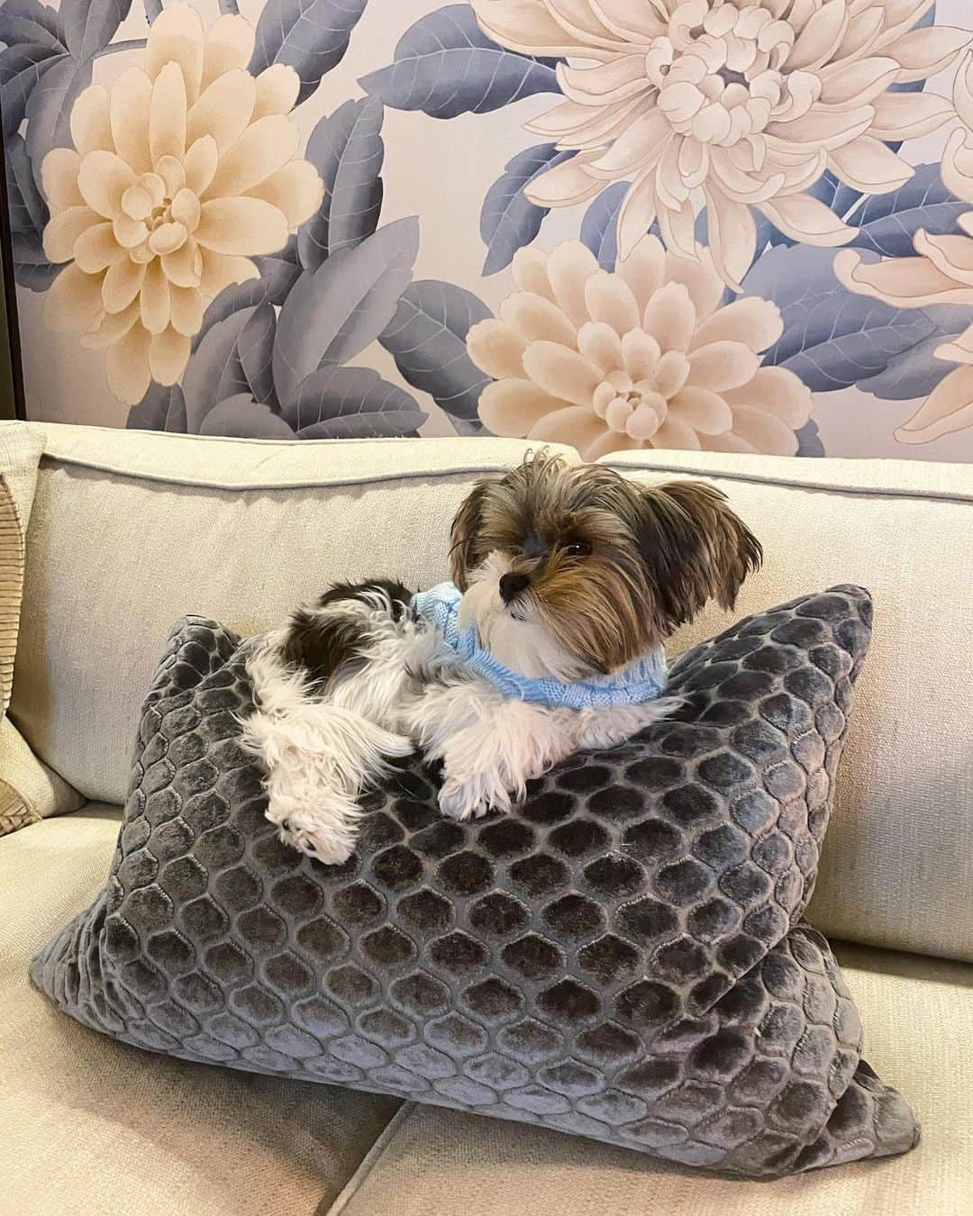 のインスタグラム：「A dog’s life at @thepeninsulachi. When you stay with us, don’t leave your four-legged family members at home, we’ll ensure their visit is just as special as yours. #penpets 📷 via @themightychapo.⁣ ⁣ ⁣ ⁣ ⁣ ⁣ ⁣ #peninsulahotels #luxuryhotelexperience #luxuryexperience #fivestarservice #fivestarhotel #chicago #staycation #peninsulachicago #thepeninsulachicago #dogtravel #dogtraveler #dogtravels」