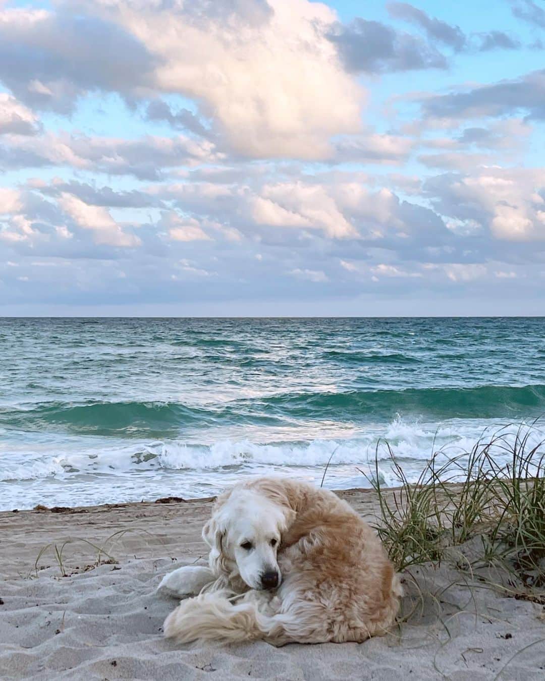 ブルース・ウェーバーのインスタグラム：「Dream daydreaming, Golden Beach 🐾.」