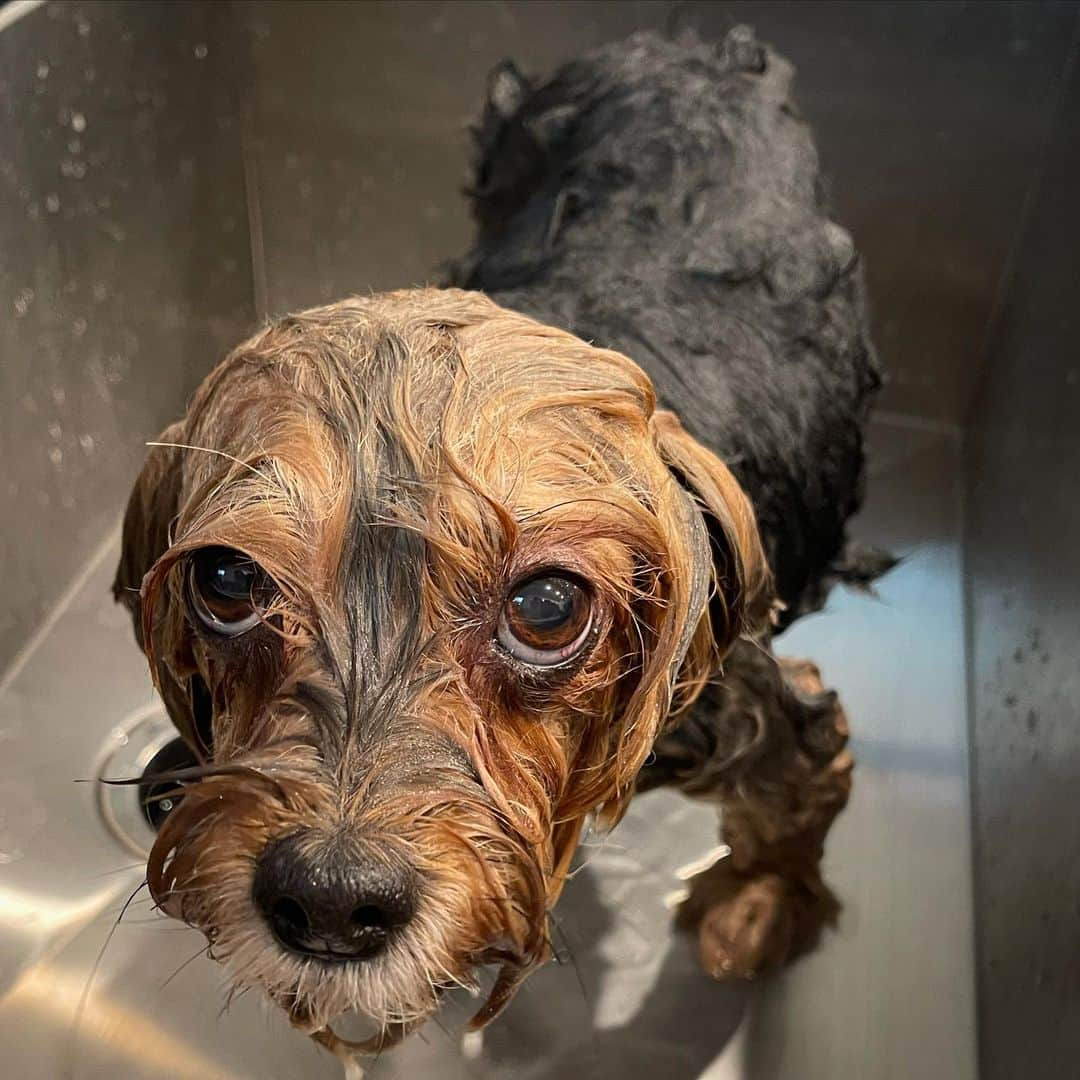 さんのインスタグラム写真 - (Instagram)「Sammy 💭 She got us! 😭💦🙄😒😏 #SoNotCool #EyeRoll #SadPuppyEyes #PuppyEyes #WetDog #DogBath」1月25日 2時13分 - happyyorkiefamily