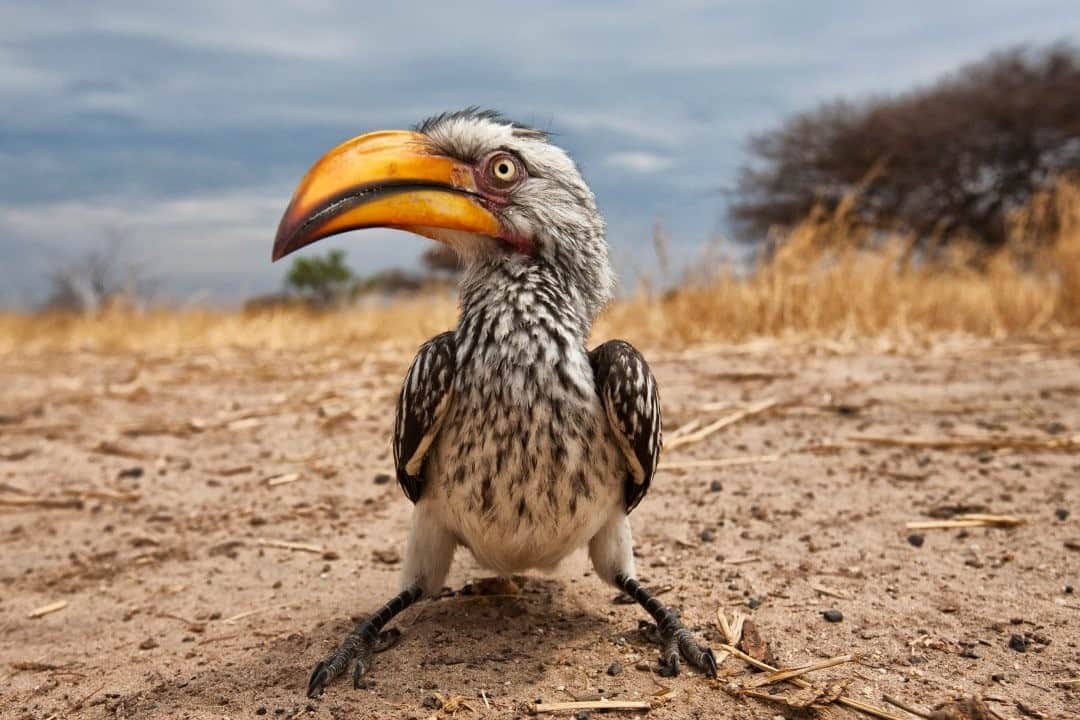のインスタグラム：「Photo by Karine Aigner @kaigner / The southern yellow-billed hornbill, also known as Zazu in the Lion King, is one of my favorite creatures in the bushveld.  During a camping trip in southern Botswana, each morning as we’d come back from photographing, the hornbills would be in camp—obviously having previous experiences with being fed. They were incessant in daring us to throw morsels, and on a daily basis examined the area around our "kitchen" for lost crumbs. Hilarious in personality and antics, they would hop, cock their heads, clack and cluck, and make all kinds of fusses. I spent a good amount of time laying flat on the ground with this guy. Not only are these amazing birds fun characters but hornbills are monogamous and have an interesting breeding behavior. The male feeds the female for about a month, then they mate. The pair seeks out a nest in a tree cavity. Once the nest is ready, the female enters, and closes the hole behind her, sealing it with her feces—leaving just a slit through which the male can feed her while she sits on their eggs. Talk about trust; this is just one more amazing species on this fabulous planet! Follow @kaigner for more stories about wildlife. #wildlife #birds #hornbill #africa」