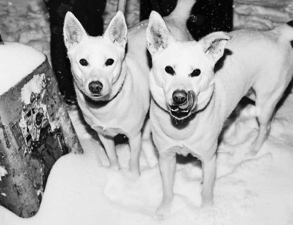 エレン・ヴォン・アンワースさんのインスタグラム写真 - (エレン・ヴォン・アンワースInstagram)「Walking the dogs 🐕❄️✨ @artistmnyc💋  #snowangel #winterwonderland」1月25日 2時38分 - ellenvonunwerth