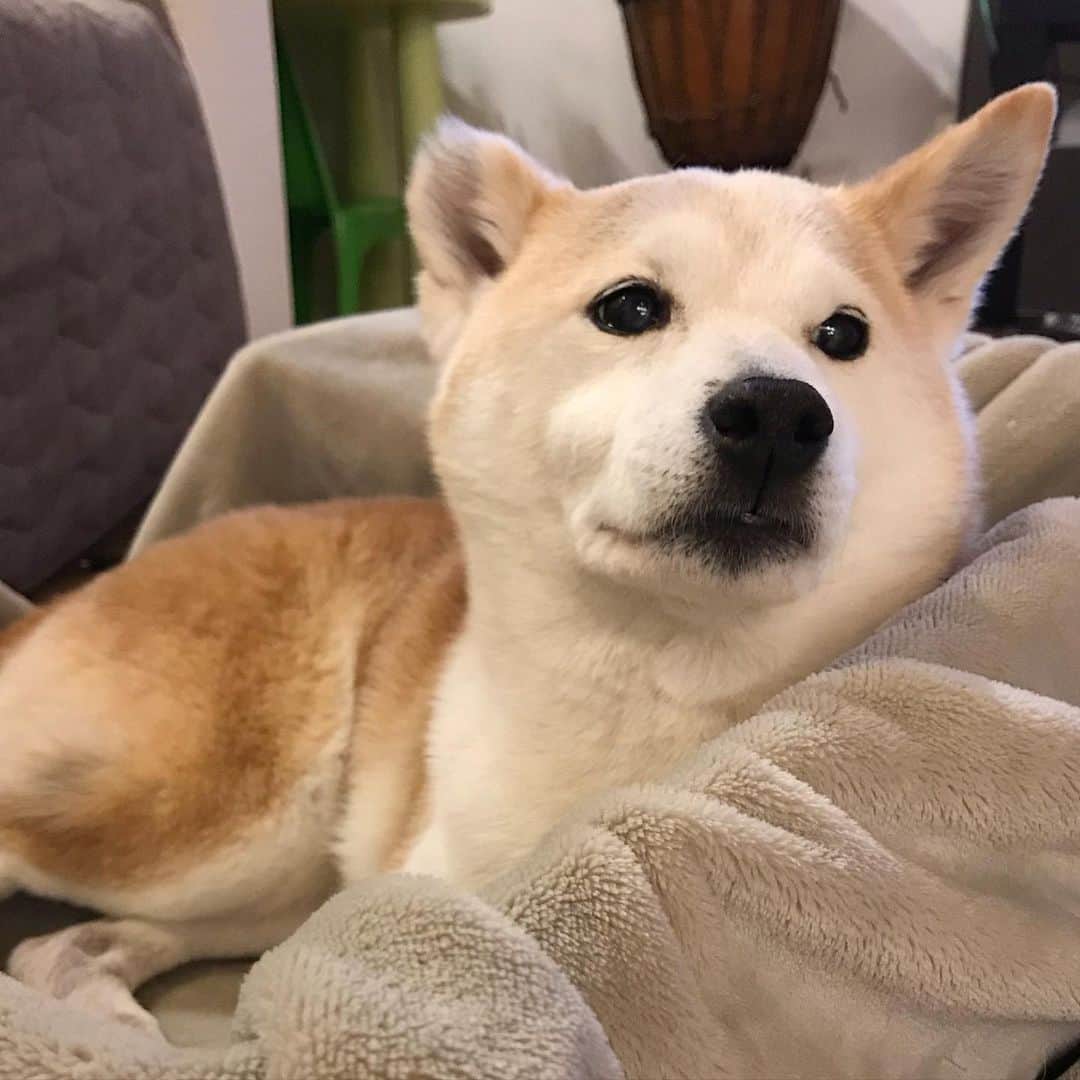 柴犬リリコのインスタグラム：「段ボール📦ベッドが最近のお気に入り🐶」