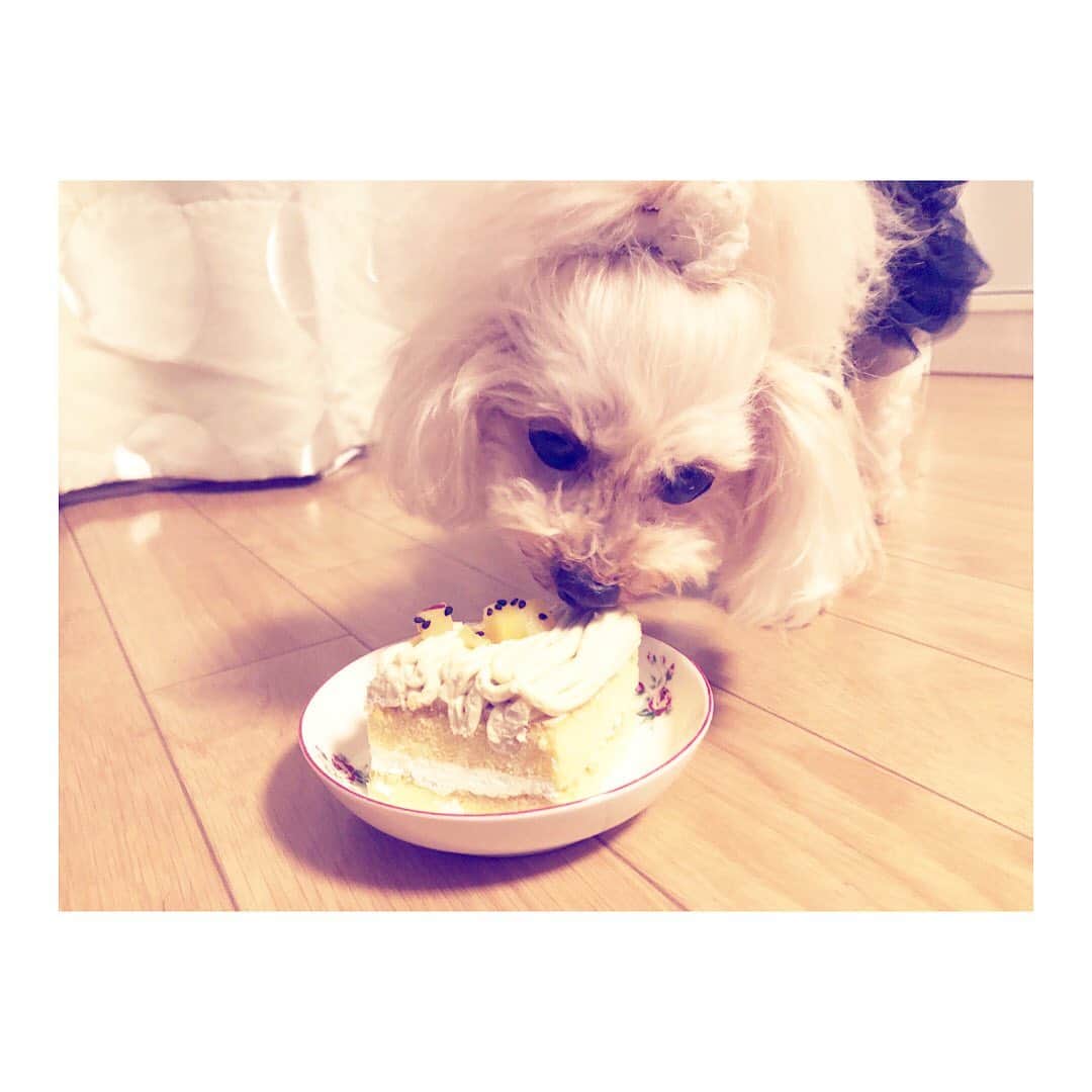 小山田みずきのインスタグラム：「今日はひな13歳の誕生日。 大好きなお芋のケーキでお祝いしました♪ 病院通いで毎日お薬飲みながらも相変わらず元気に可愛く私を癒やしてくれるひな。 ありがとう☆  #誕生日 #13歳 #birthday  #cute #sweet #病院 #宝物 #ひな #愛娘 #トイプードル #犬 #dog #toypoodle  #湘南 #湘南ライフ #fashion #beauty #makeup #actress #actresslife #model #modellife #follow #followme」